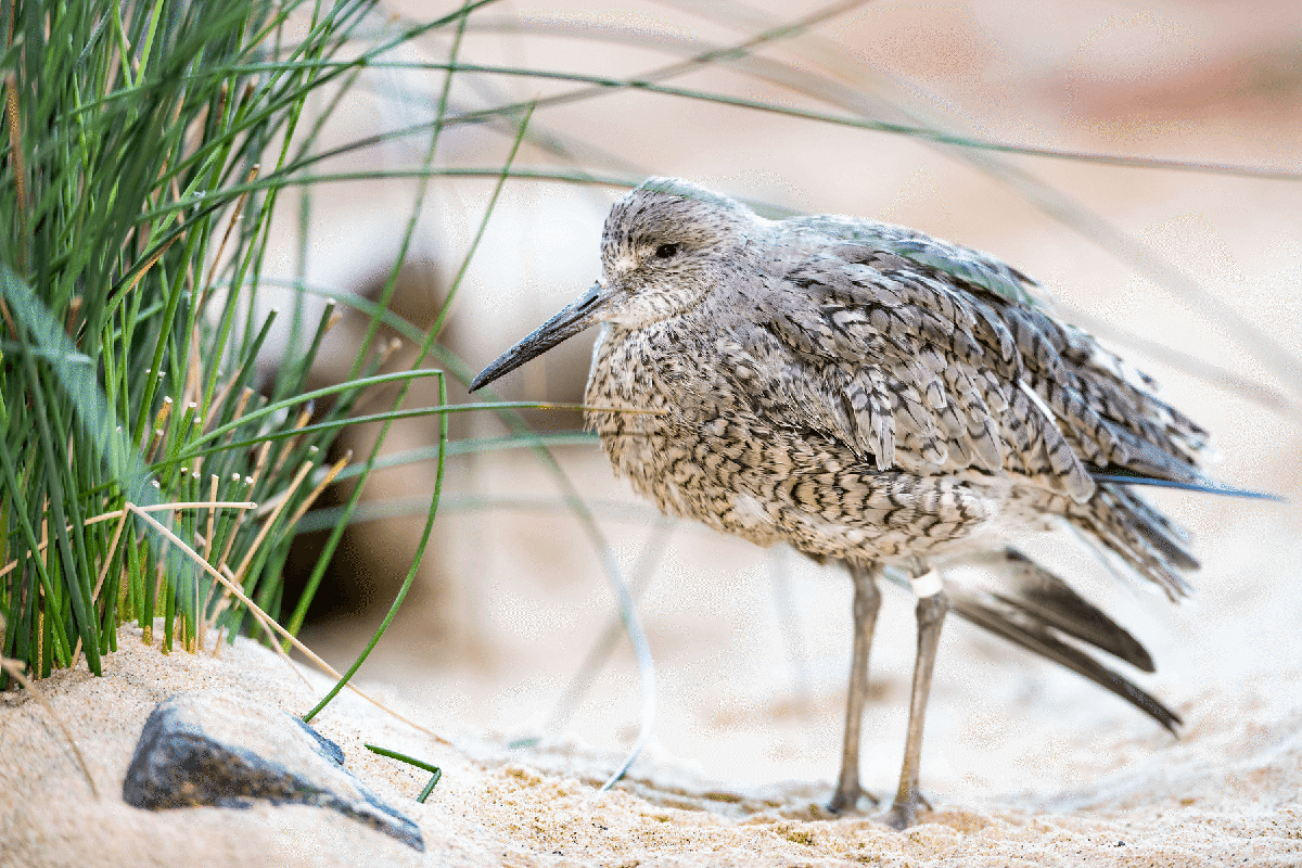 A marbled godwit in the Sandy Shore gallery at Monterey Bay Aquarium.