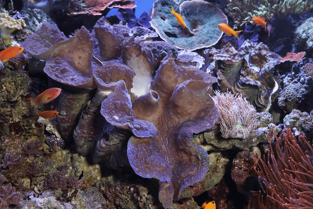 A giant clam on exhibit in Splash Zone
