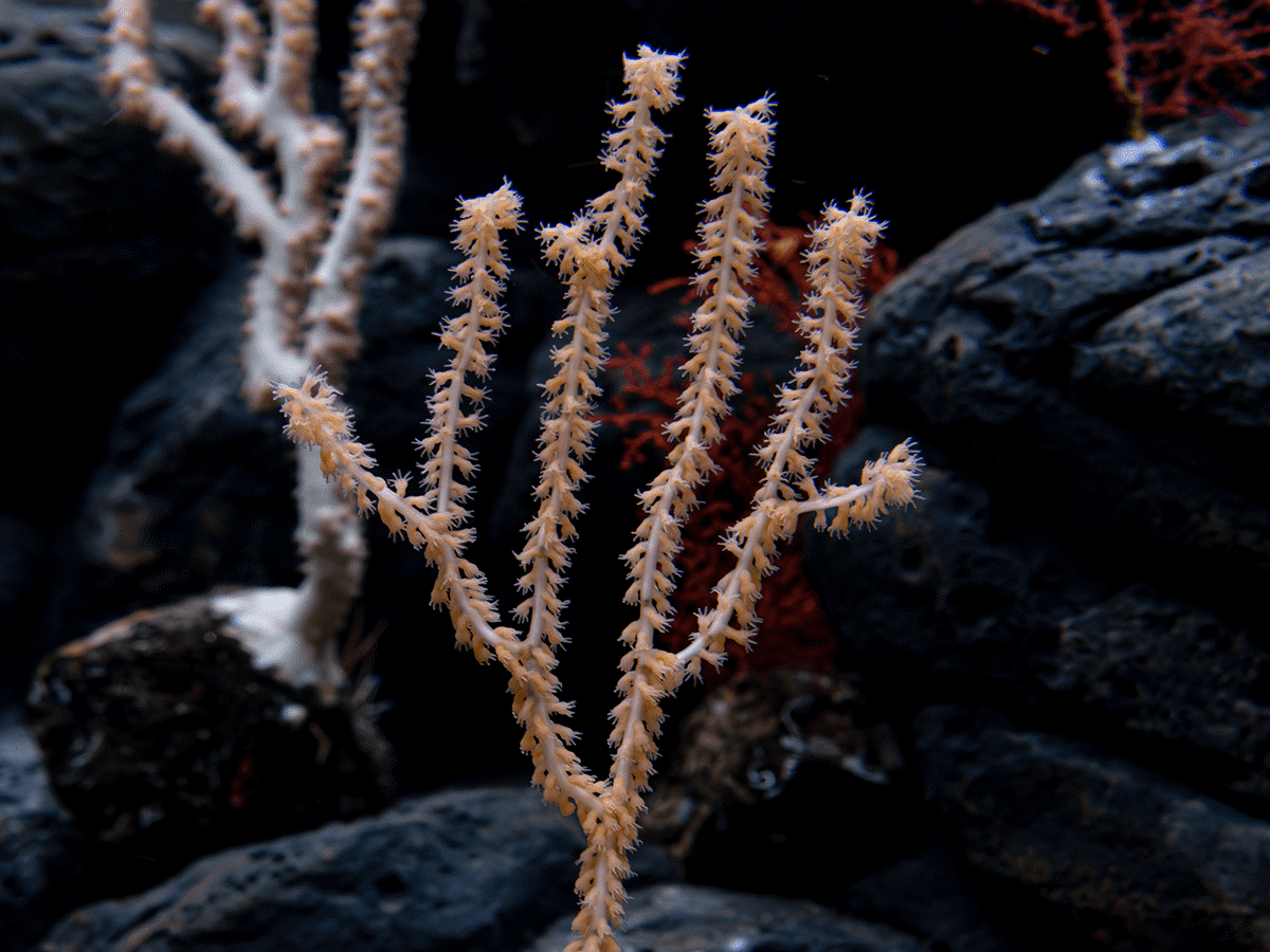 A Bamboo coral  has a foothold in the coral community tank of the Into the Deep exhibit with its polyps blooming