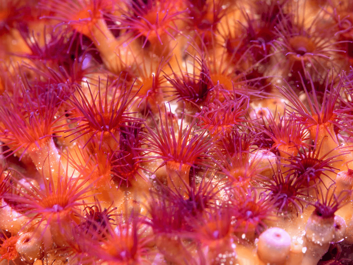Red encrusting polyps  in the ¡Viva Baja! Life on the Edge special exhibit