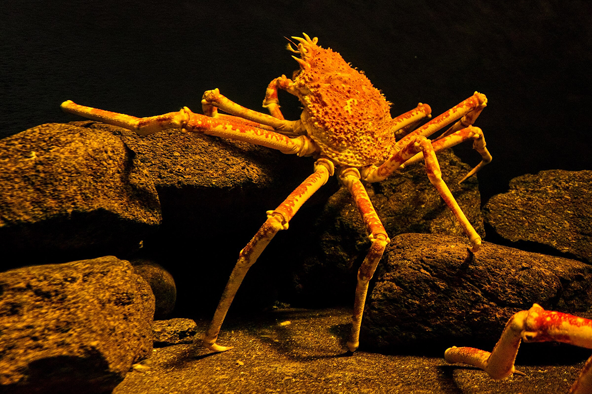 A Japanese spider crab crawls amongst large rocks underwater