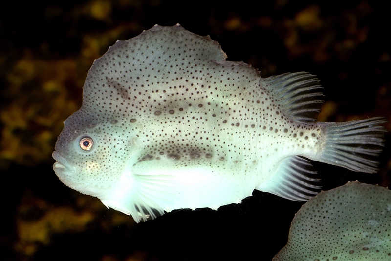 Side profile of a lumpfish