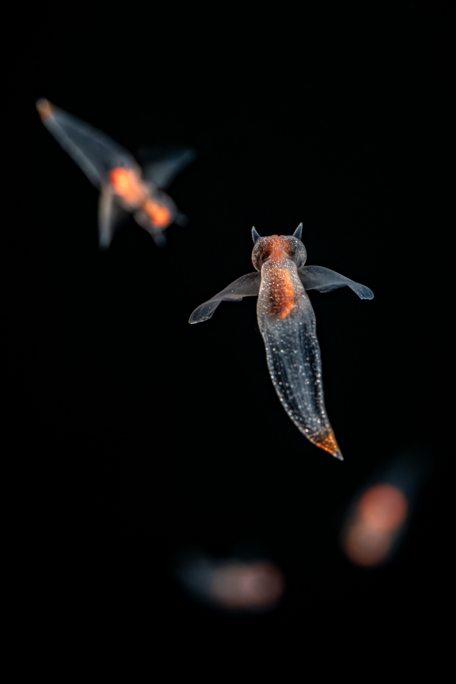 A Sea angel drifts about in the Into the Deep exhibit against a black backdrop. They seemingly glow orange