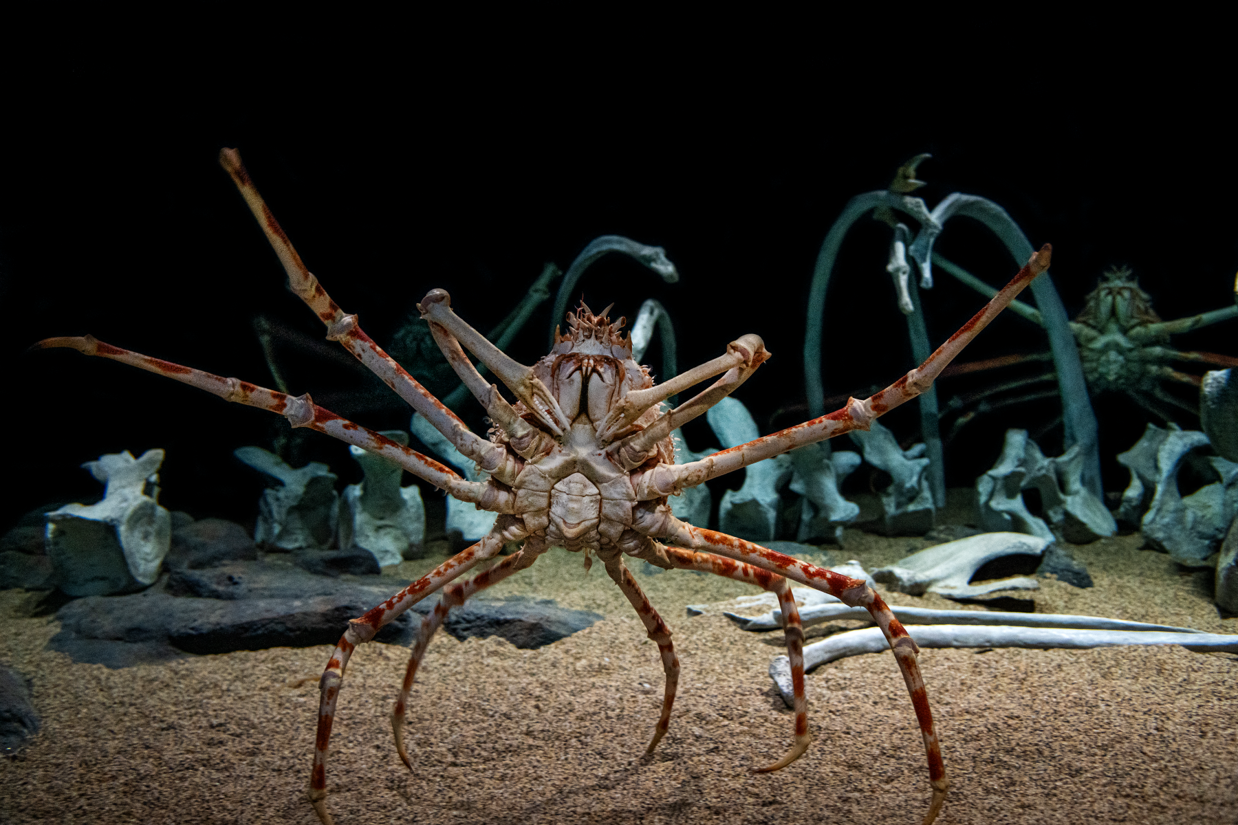The underbelly of a spider crab against the backdrop of a sandy ocean bottom with whale remains