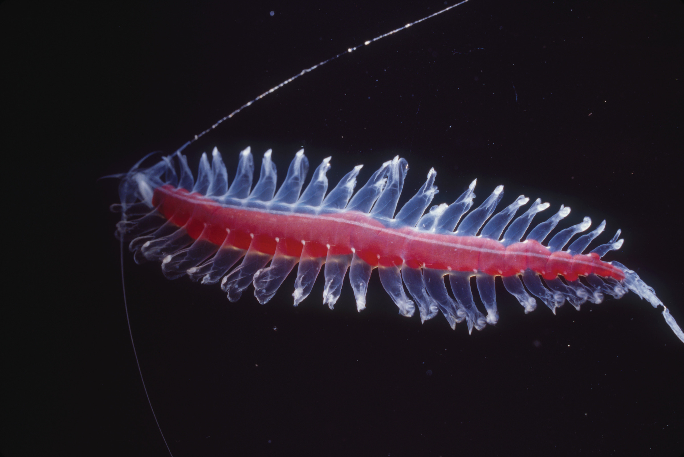 Dancing bristle worm swimming in dark waters