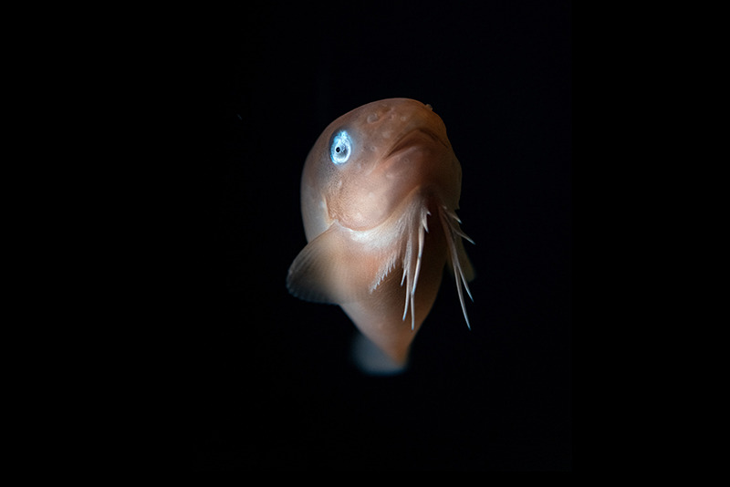Snailfish looking straight in dark water