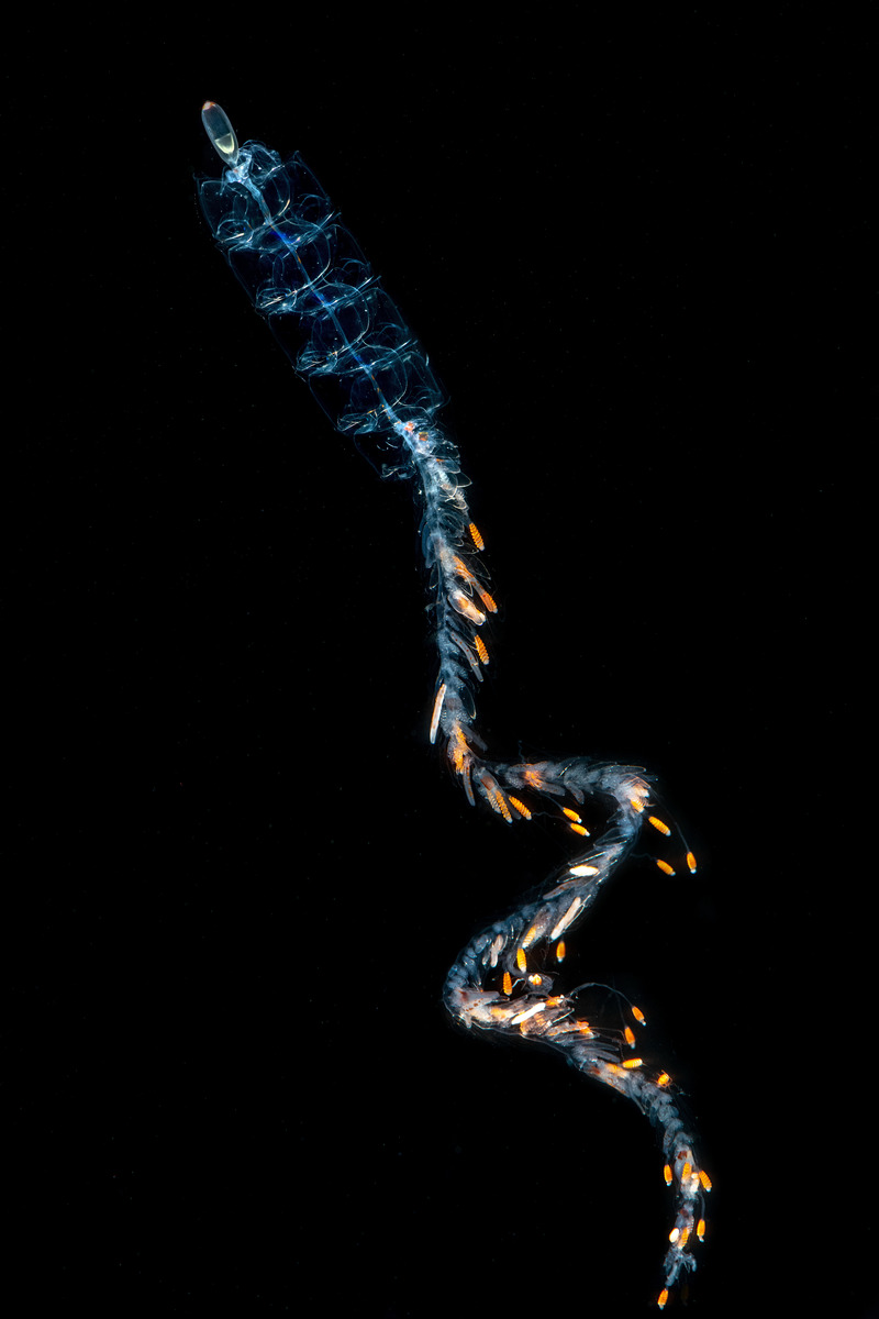 A common siphonophore drifts up to the left, its sting orange tentacles dangling from the lower half of its body. At the top, translucent swimming zooids look like a series of orbs capped by a bubble-like float at the very top that helps it drift upwards