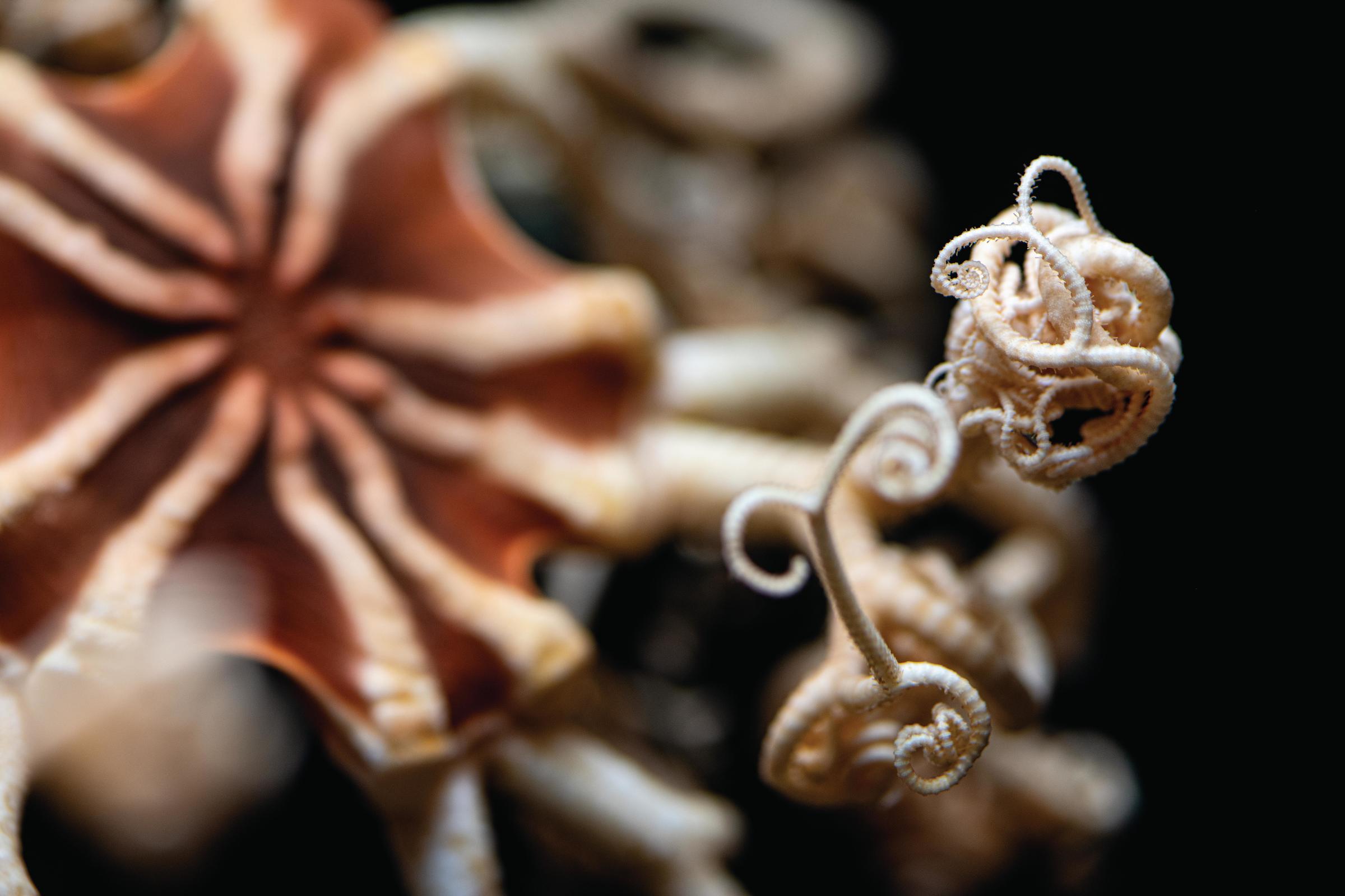 A deep sea basket star