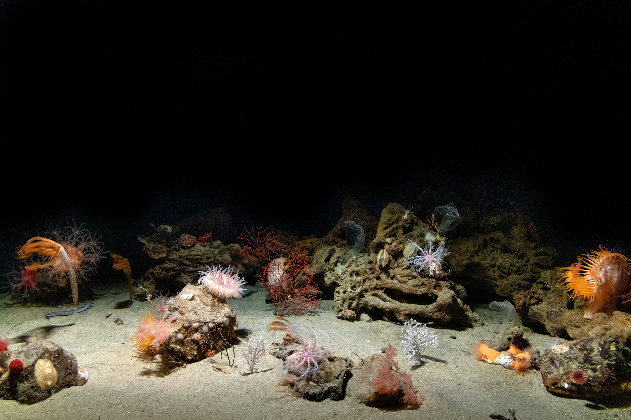 Deep sea coral community
