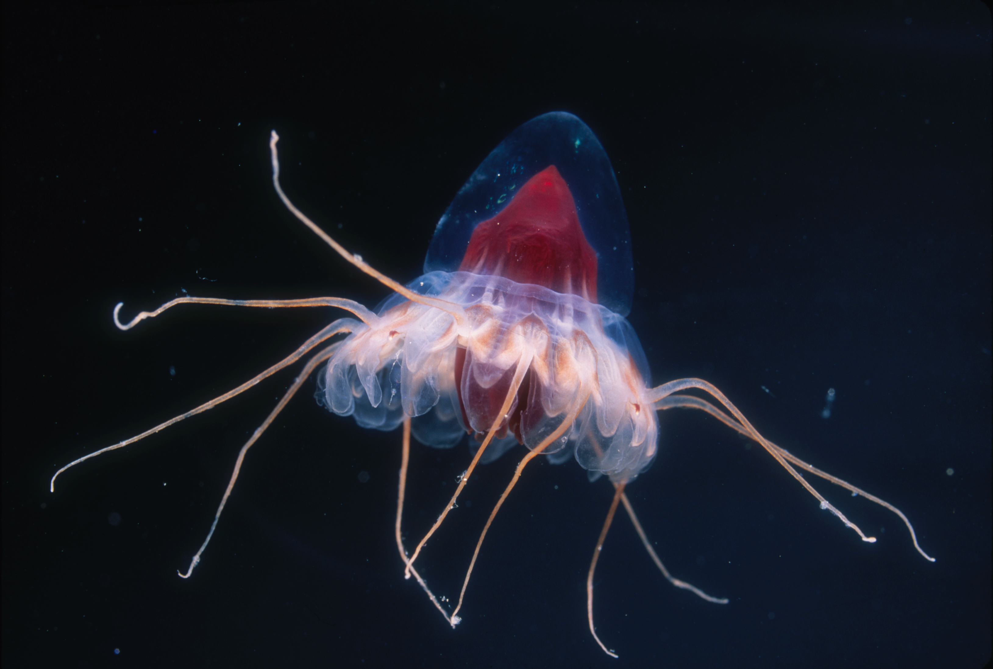 Deep-sea jellyfish with a blue translucent bell, red stomach, and long trailing tentacles against a dark background