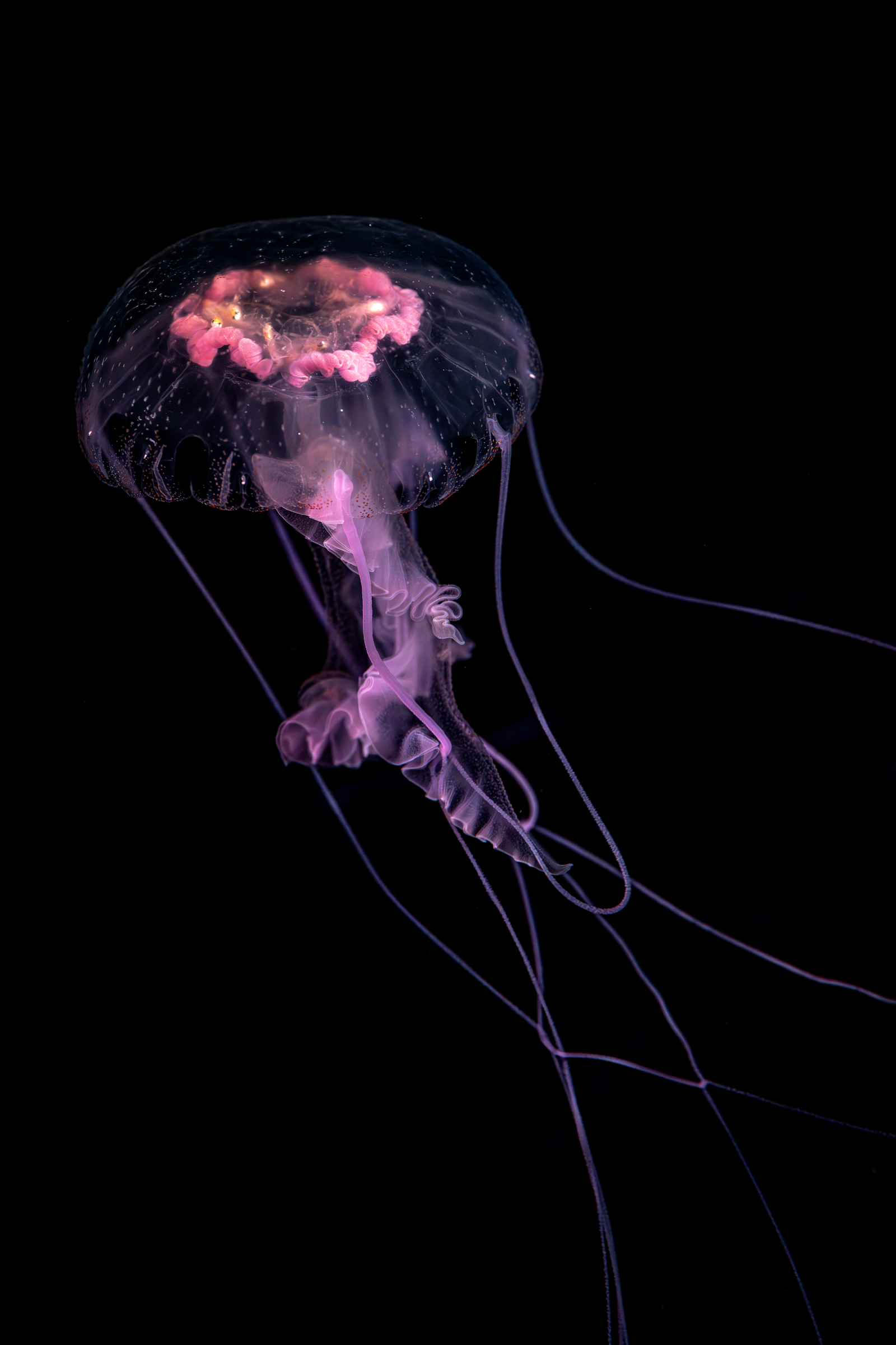 Deep-sea jellyfish with a dark translucent bell, pink ruffled oral arms, and long trailing tentacles against black