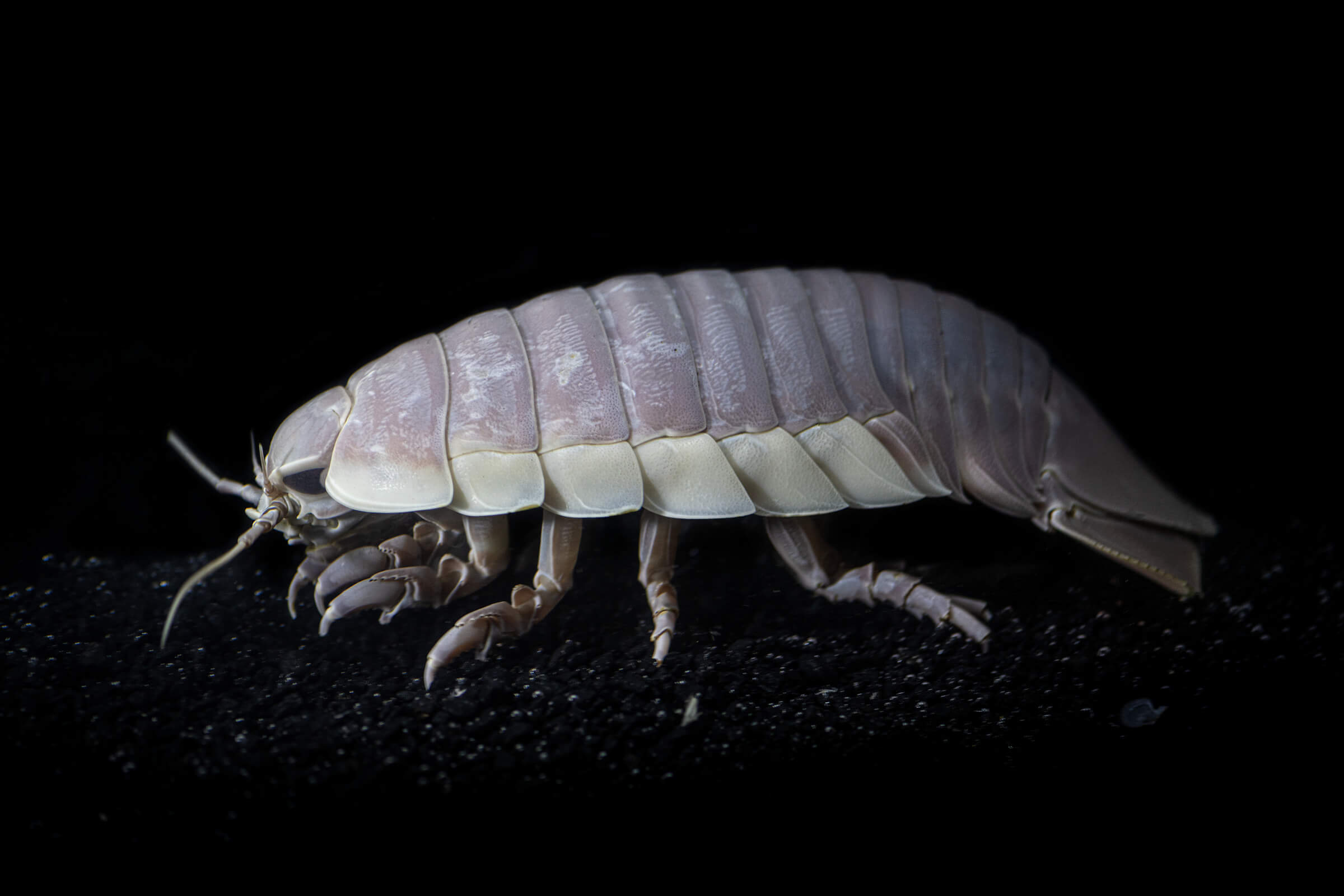 Side view of a giant deep-sea ispod