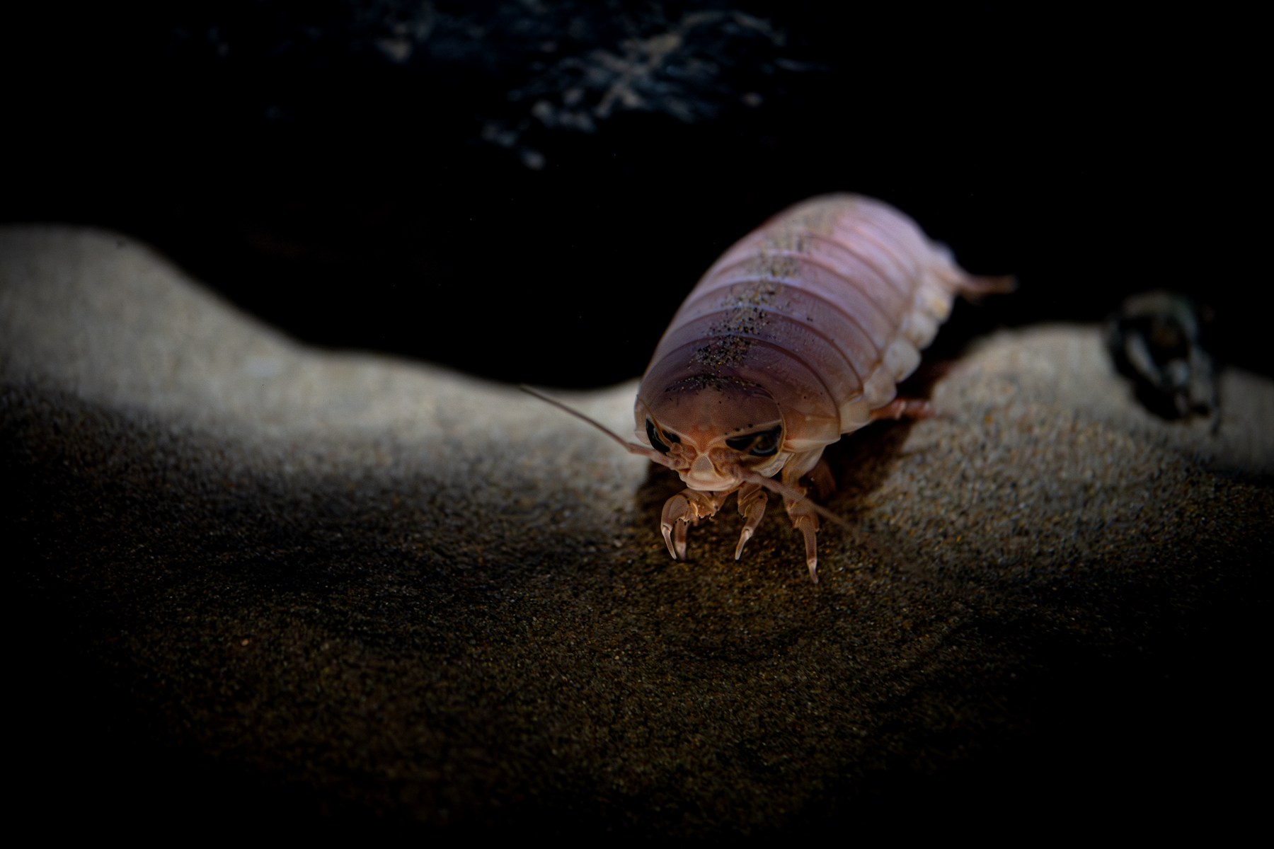 Close-up of a pale pink isopod crawling across sandy seafloor, showing large dark eyes and segmented shell