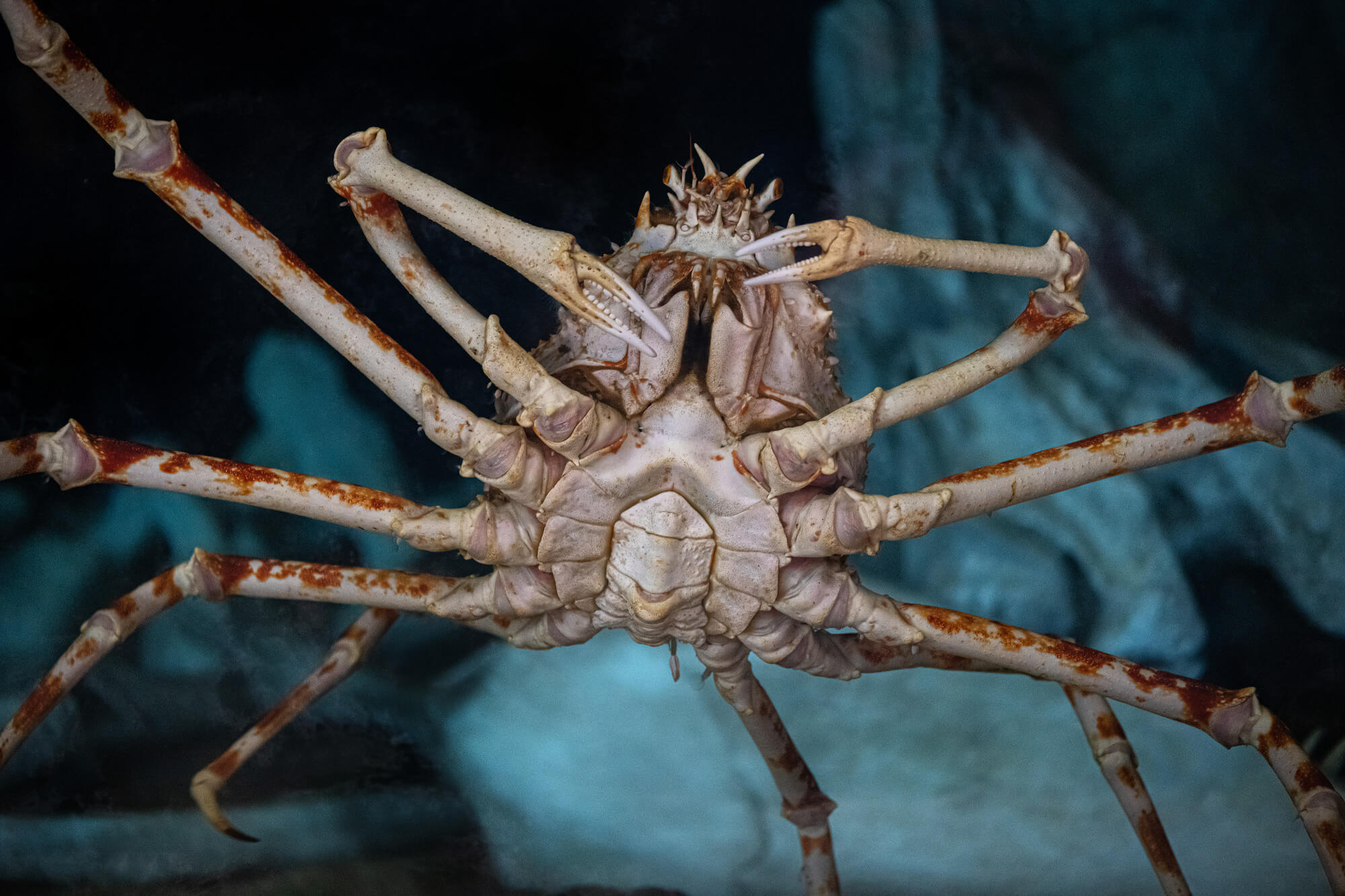 Underside view of a Japanese spider crab