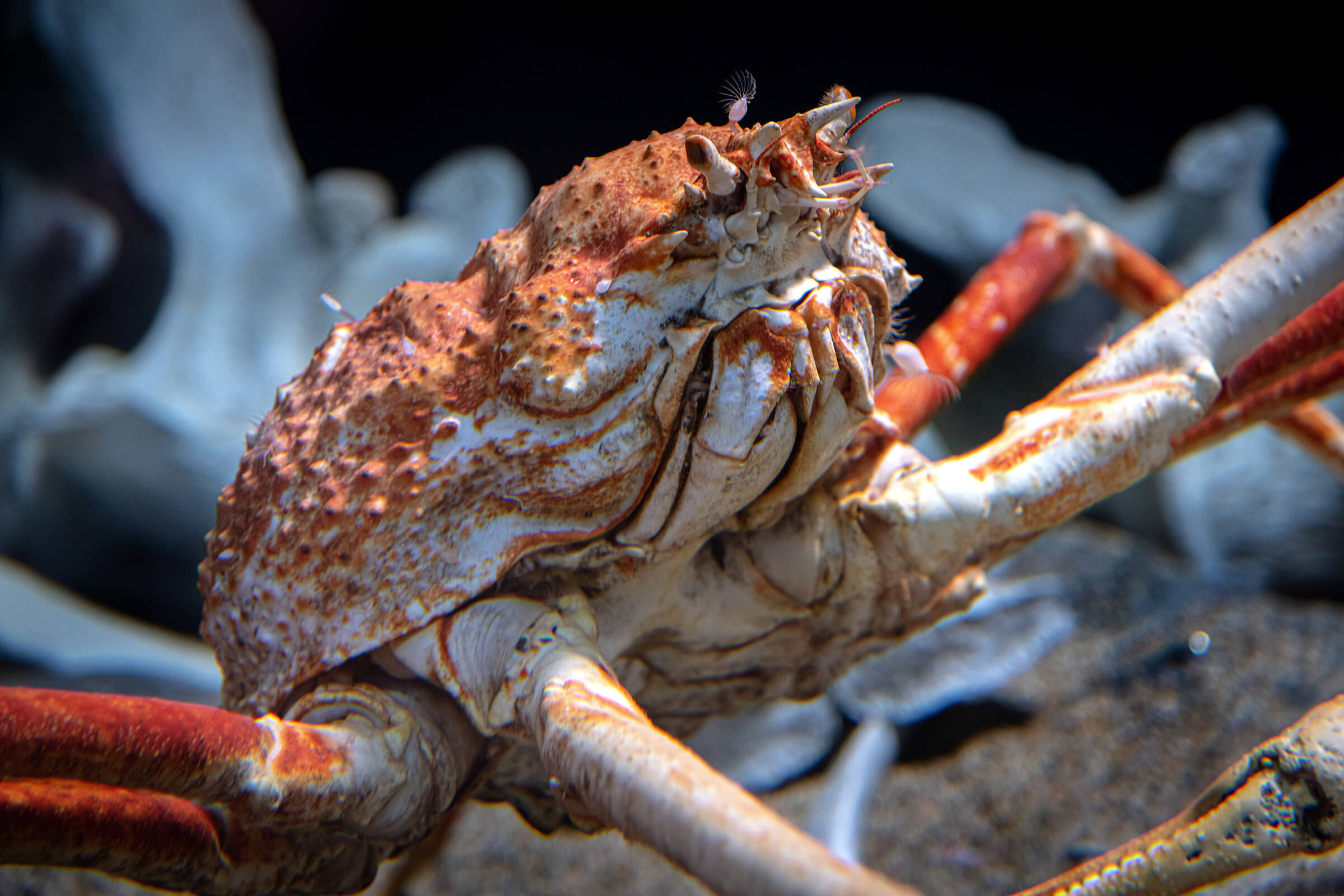 Closeup view of a Japanese spider crab's face and body with most of its legs cropped out