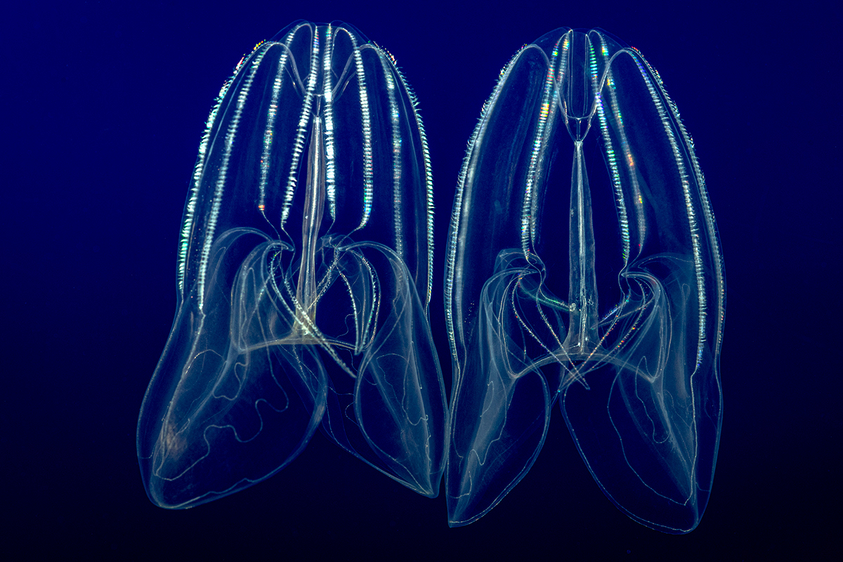 Two lobed comb jellies