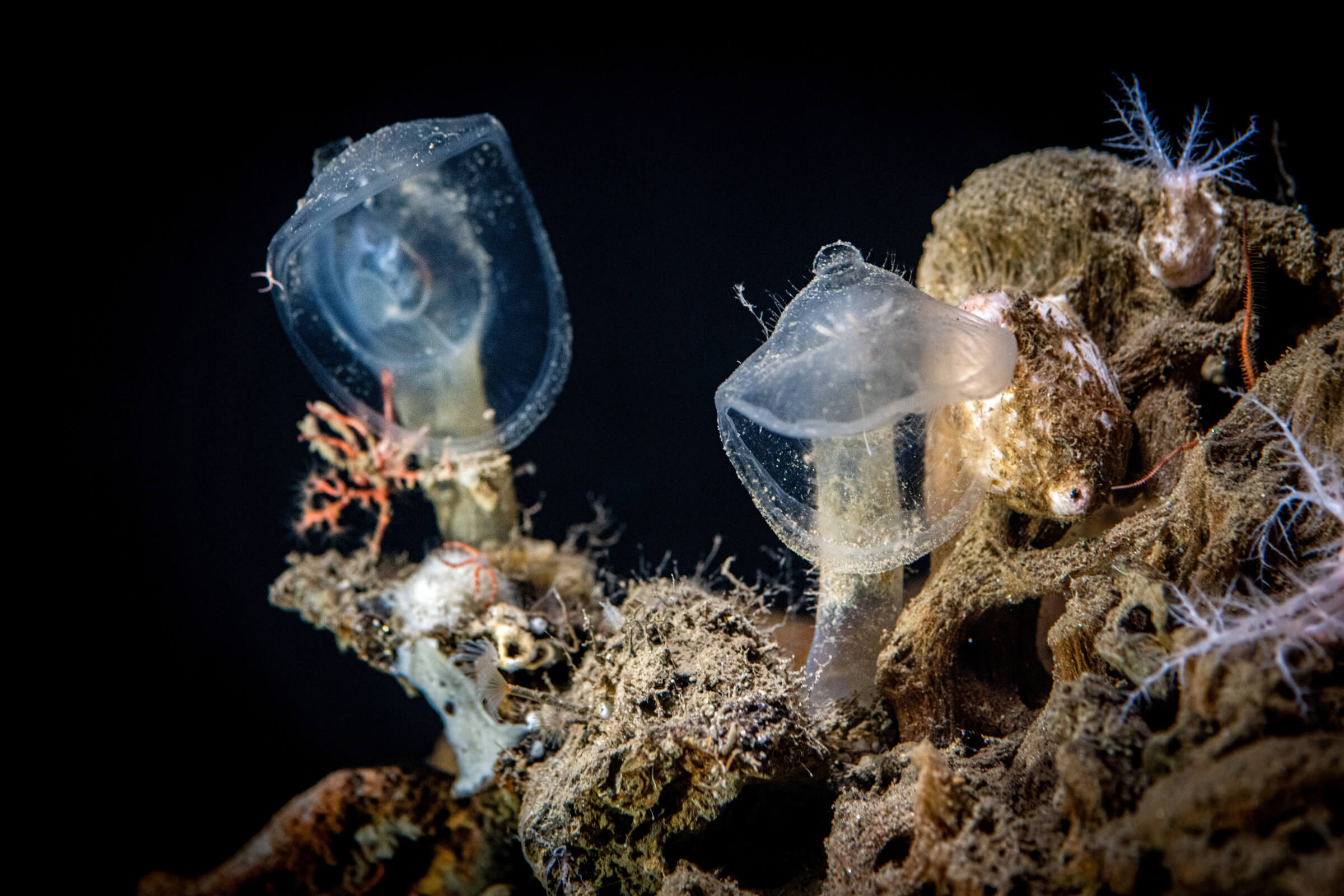 Three predatory tunicates at the bottom of the seafloor