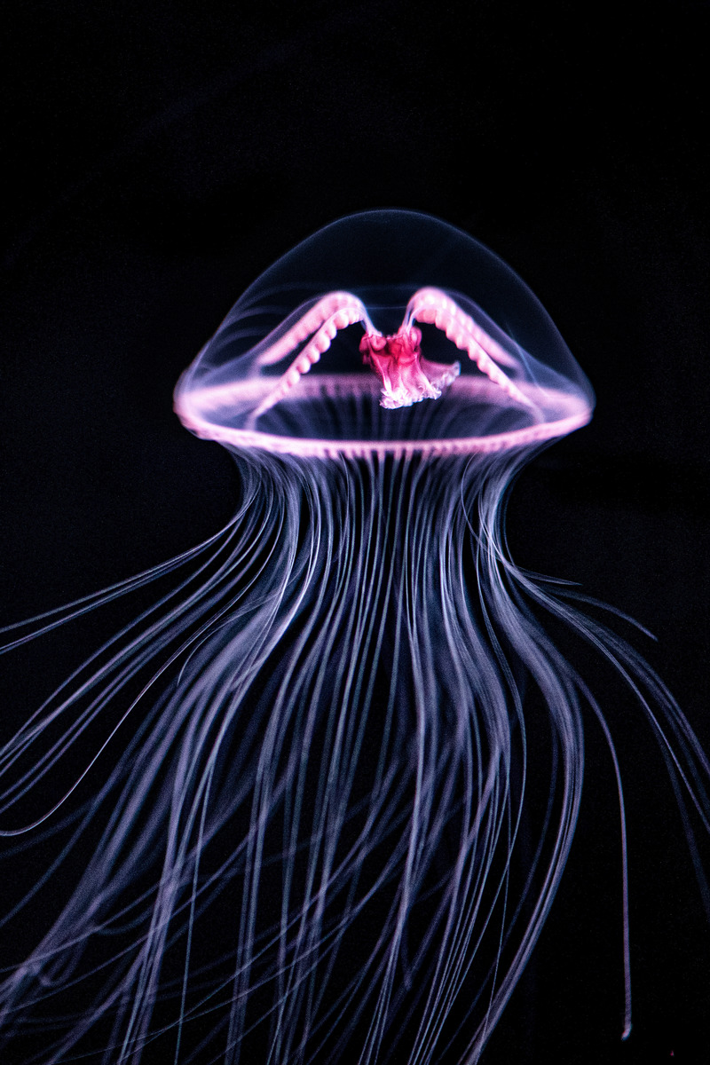 A deep-sea purple-lipped jelly swimming in pitch-black water, its thing, long tentacles floating delicately below and to the left of its bell. Inside its translucent body, its pink and red guts almost seem to glow