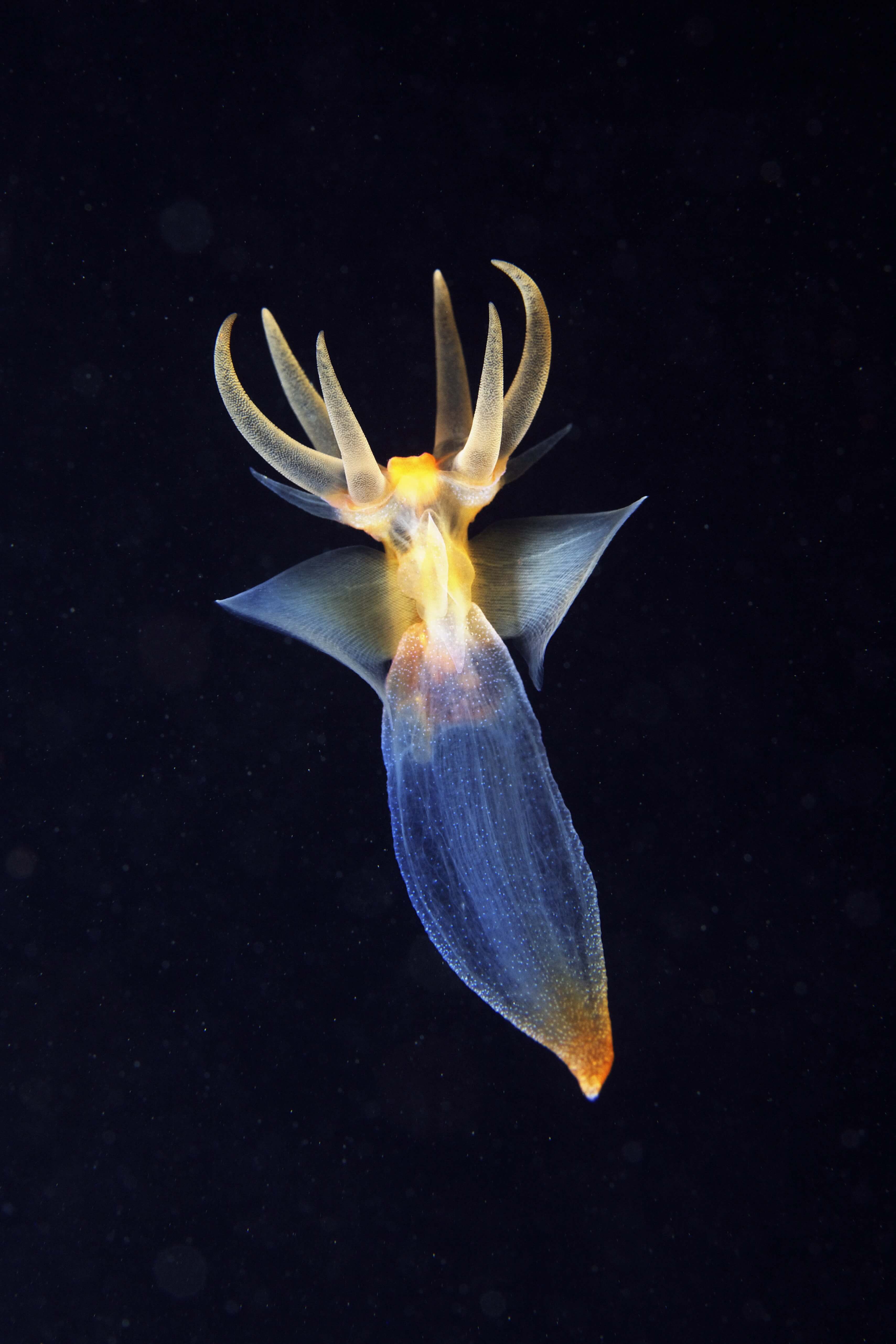 One sea angel with its on the defense