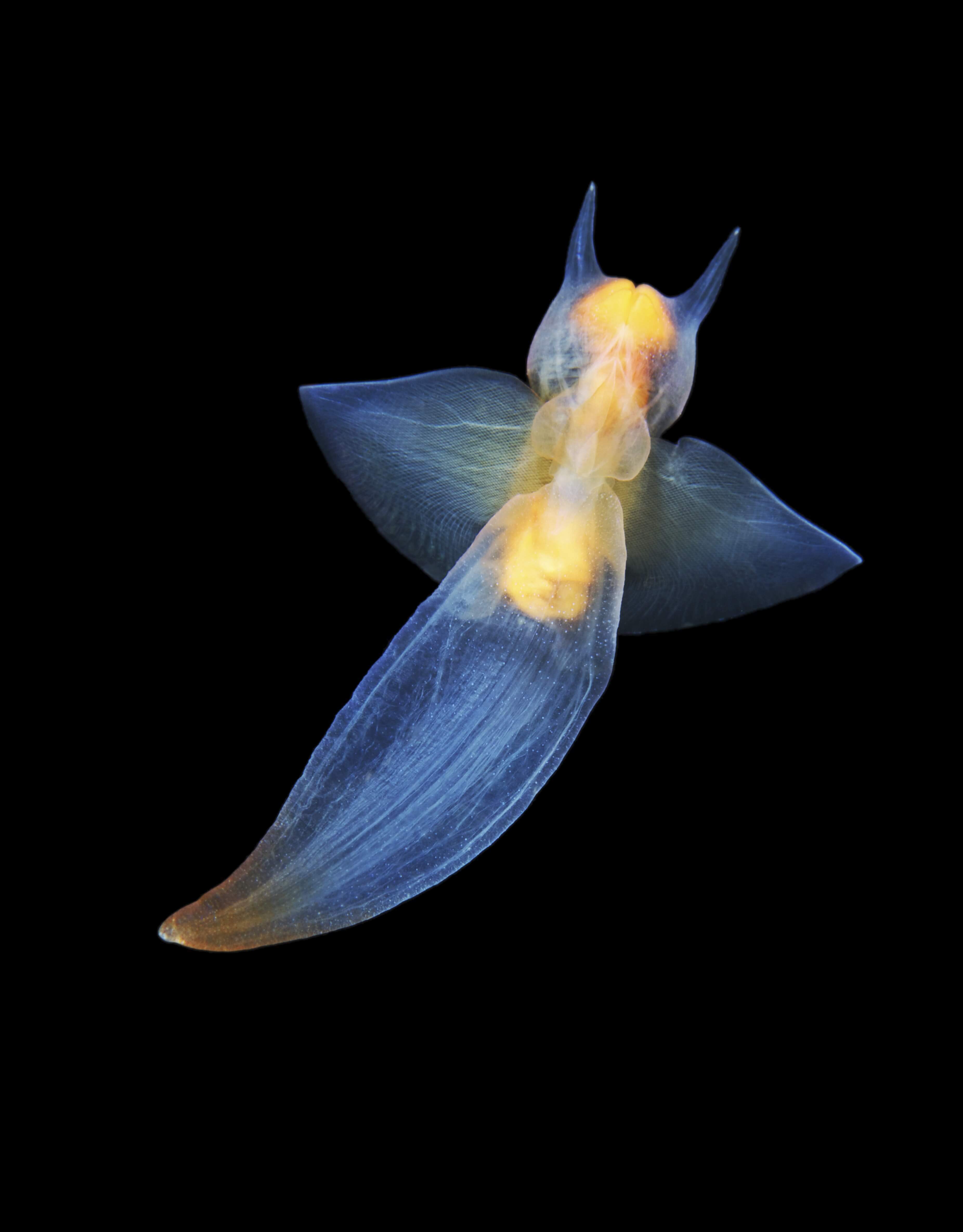 Sea angel in really dark water