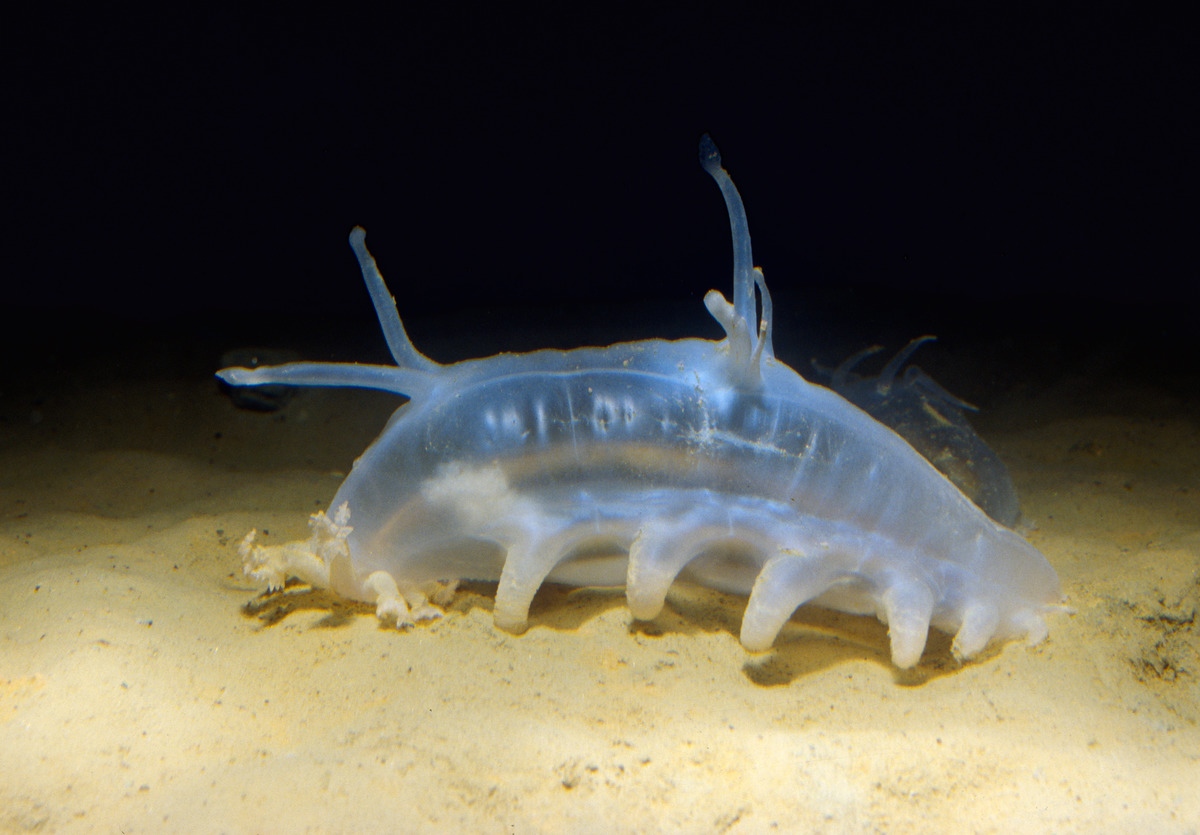 Close up of a sea pig on the deep seafloor