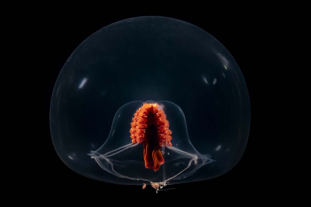 A snow globe jelly in faint twilight
