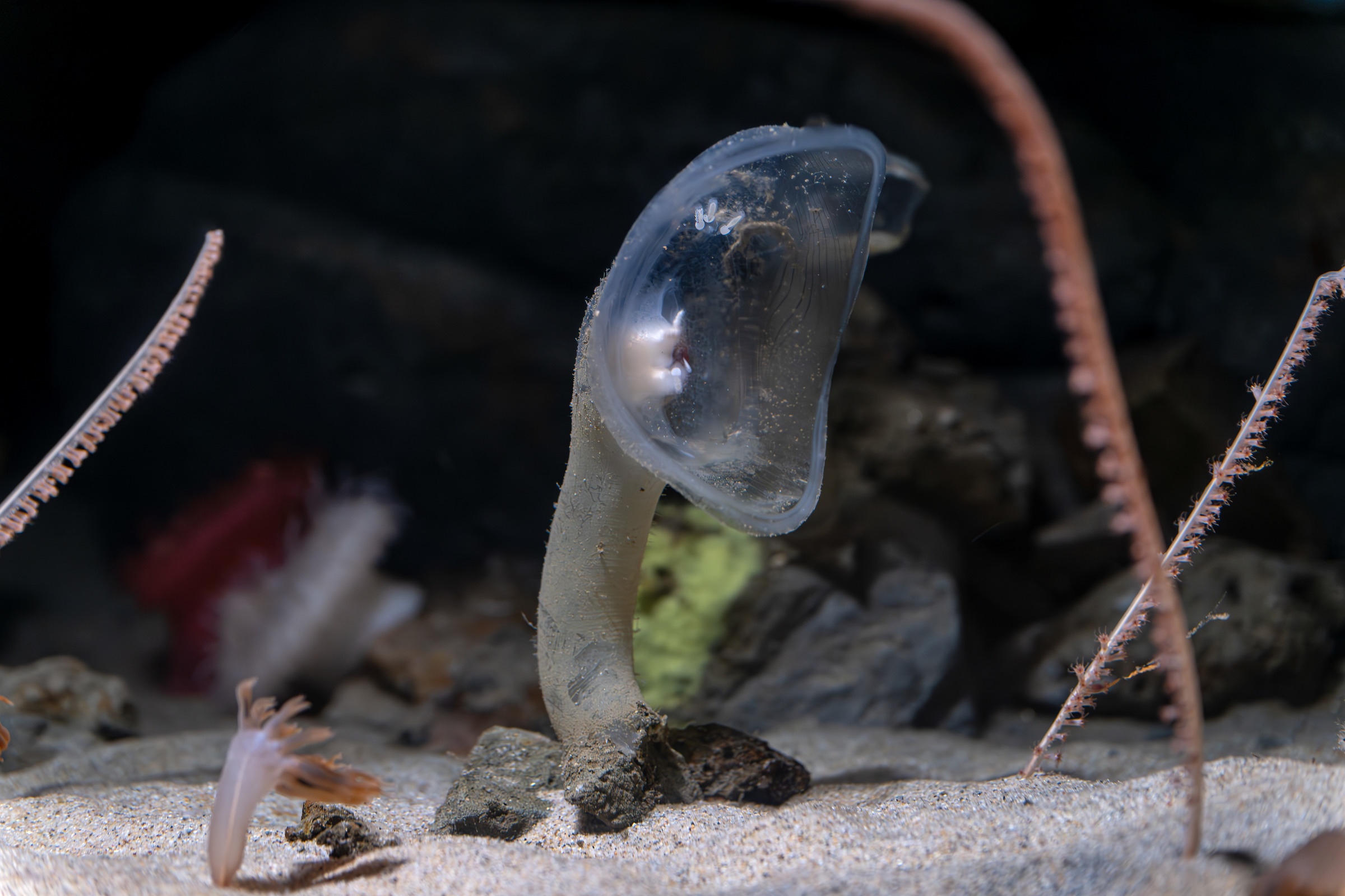 Close-up of a translucent stalked tunicate rising from sandy seafloor, surrounded by small marine invertebrates