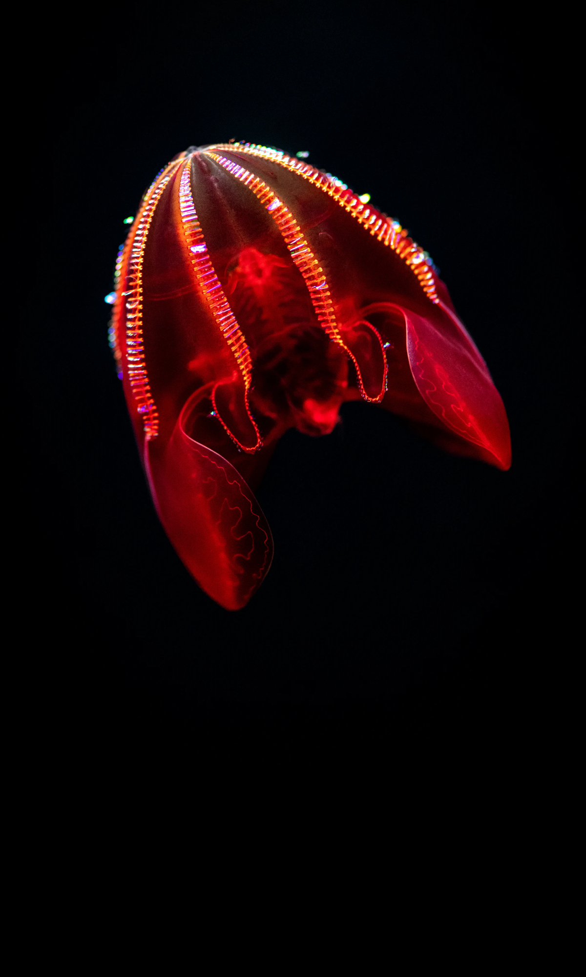 Bloody-belly comb jelly with glowing bioluminescent ridges and petal-like lobes floating in dark deep ocean