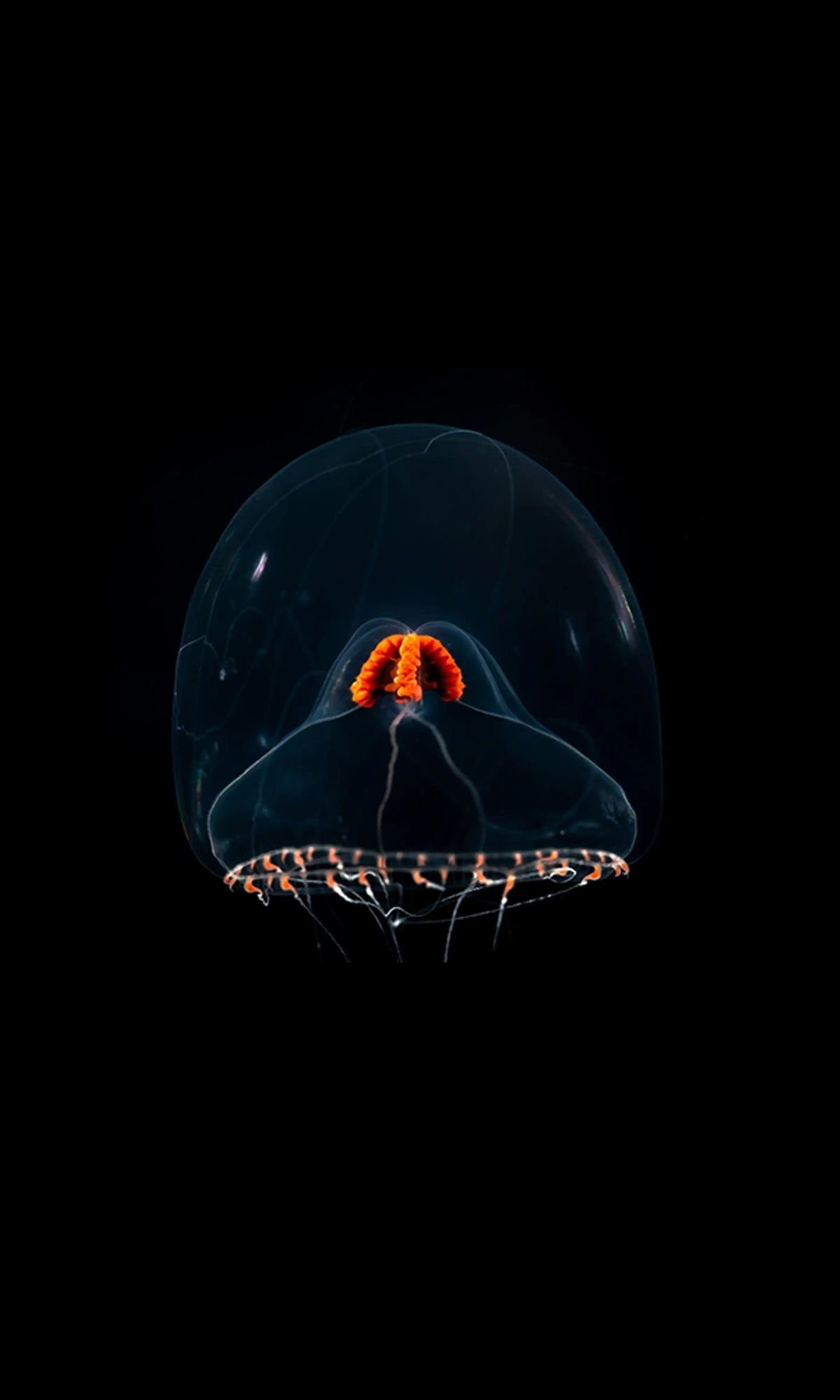 A vertical snow globe jelly with a transparent sphere like body against a black backdrop