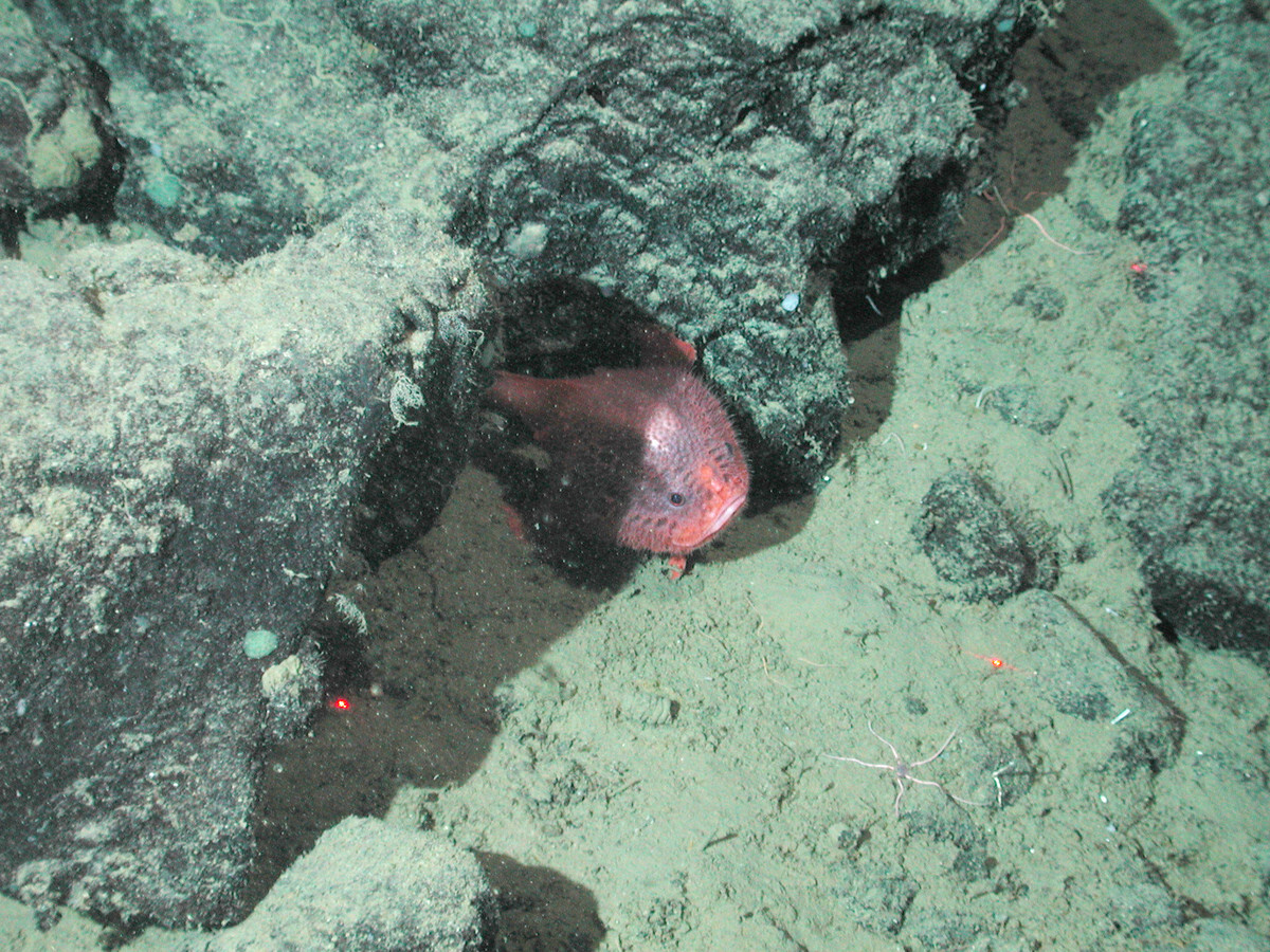A sea toad nestled amongst rocks on the seafloor.