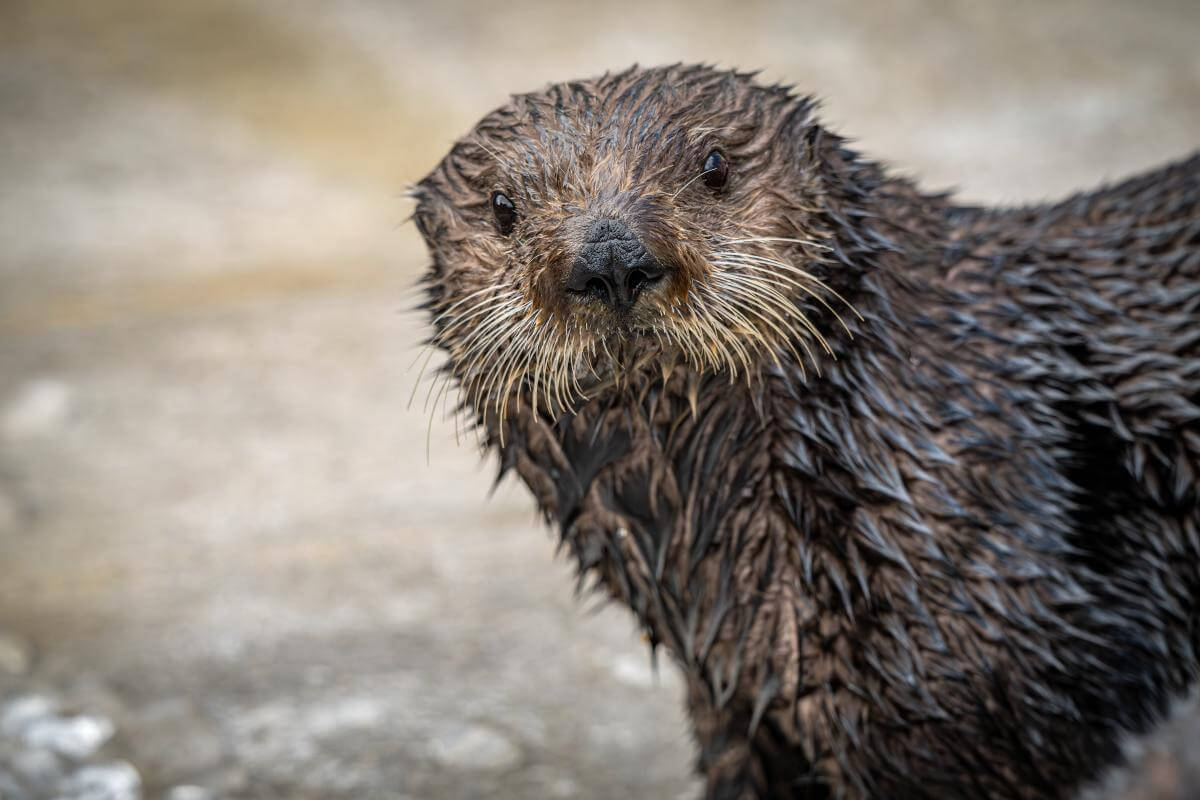 Close-up portrait of sea otter Willow looking directly at the camera