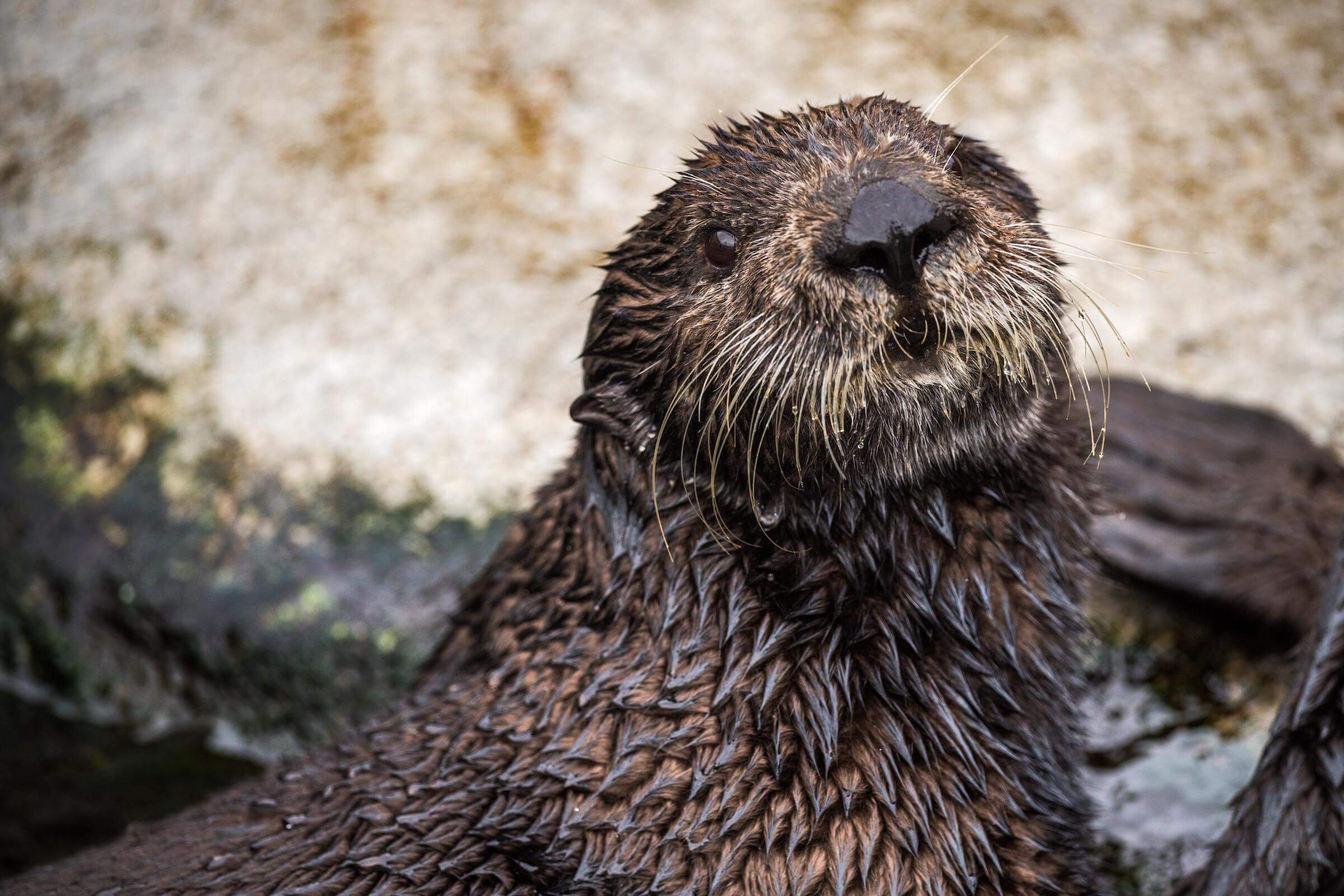 Close-up of sea otter Selka looking up with a wet face, resting near rocks