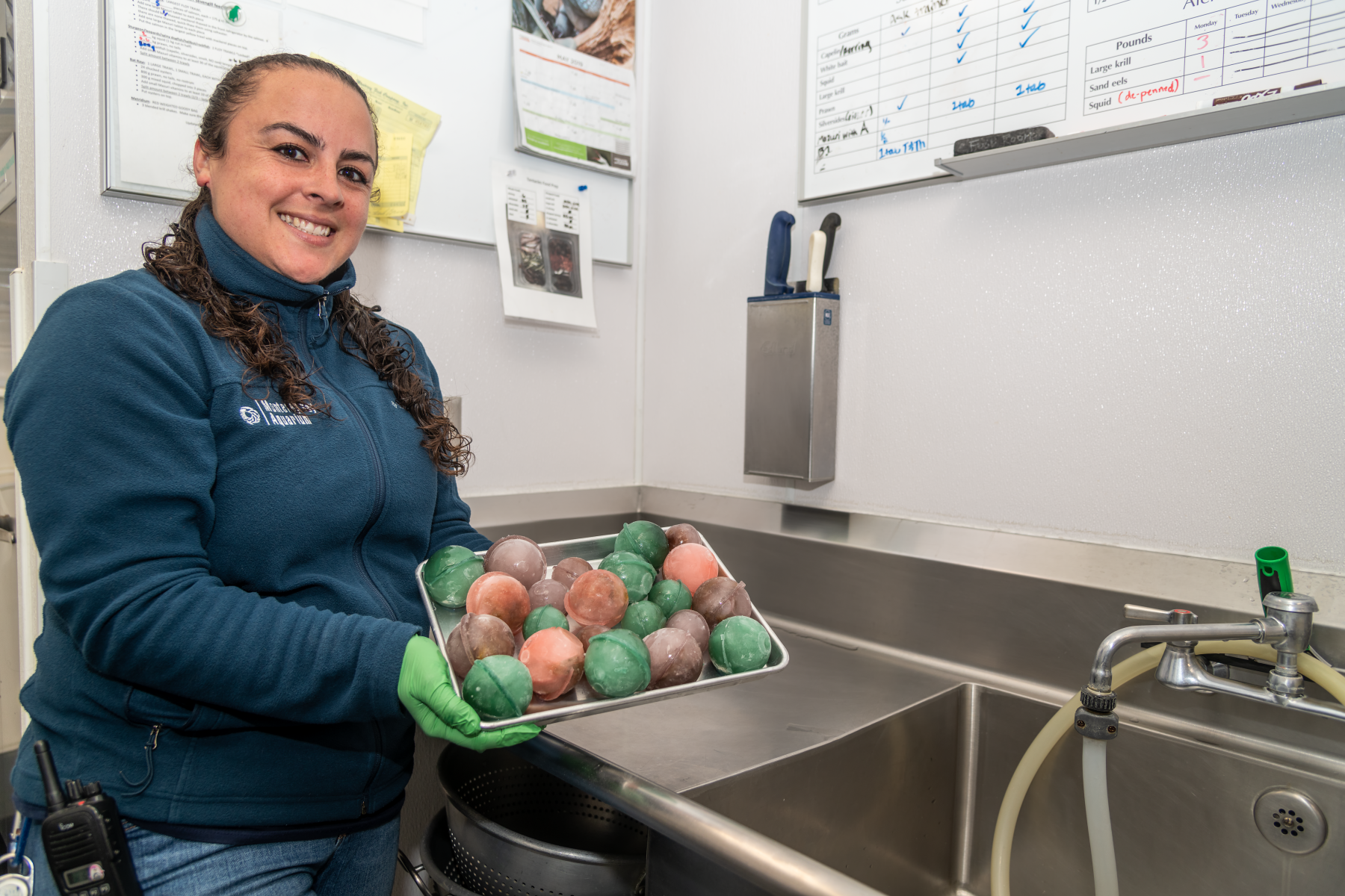 Animal Care staff, Courtney Ribiero-French, in the food room using circular molds to make balls of ice for a sea otter enrichment