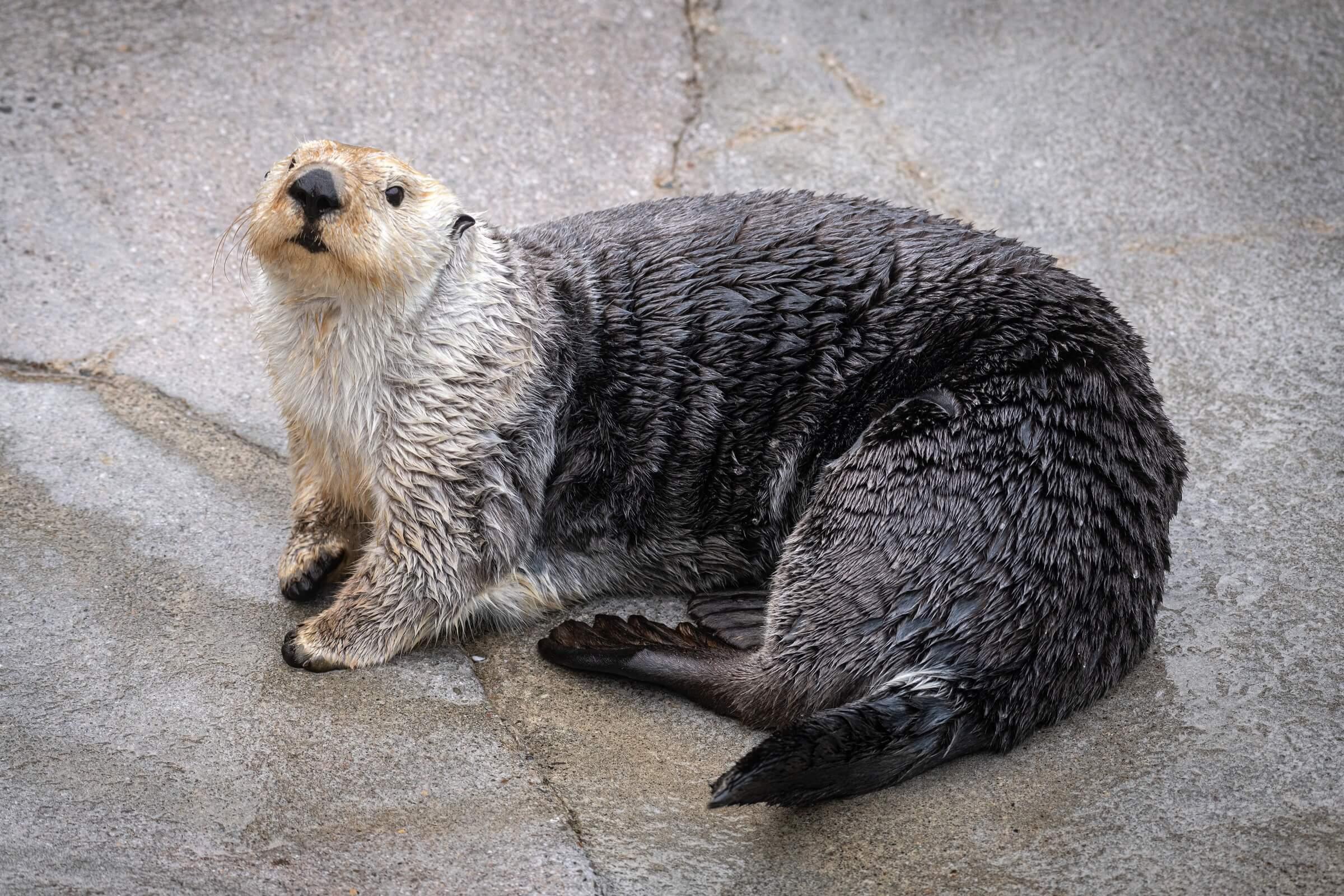 Sea otter Rosa curled up on a rocky surface, looking upward with a golden face