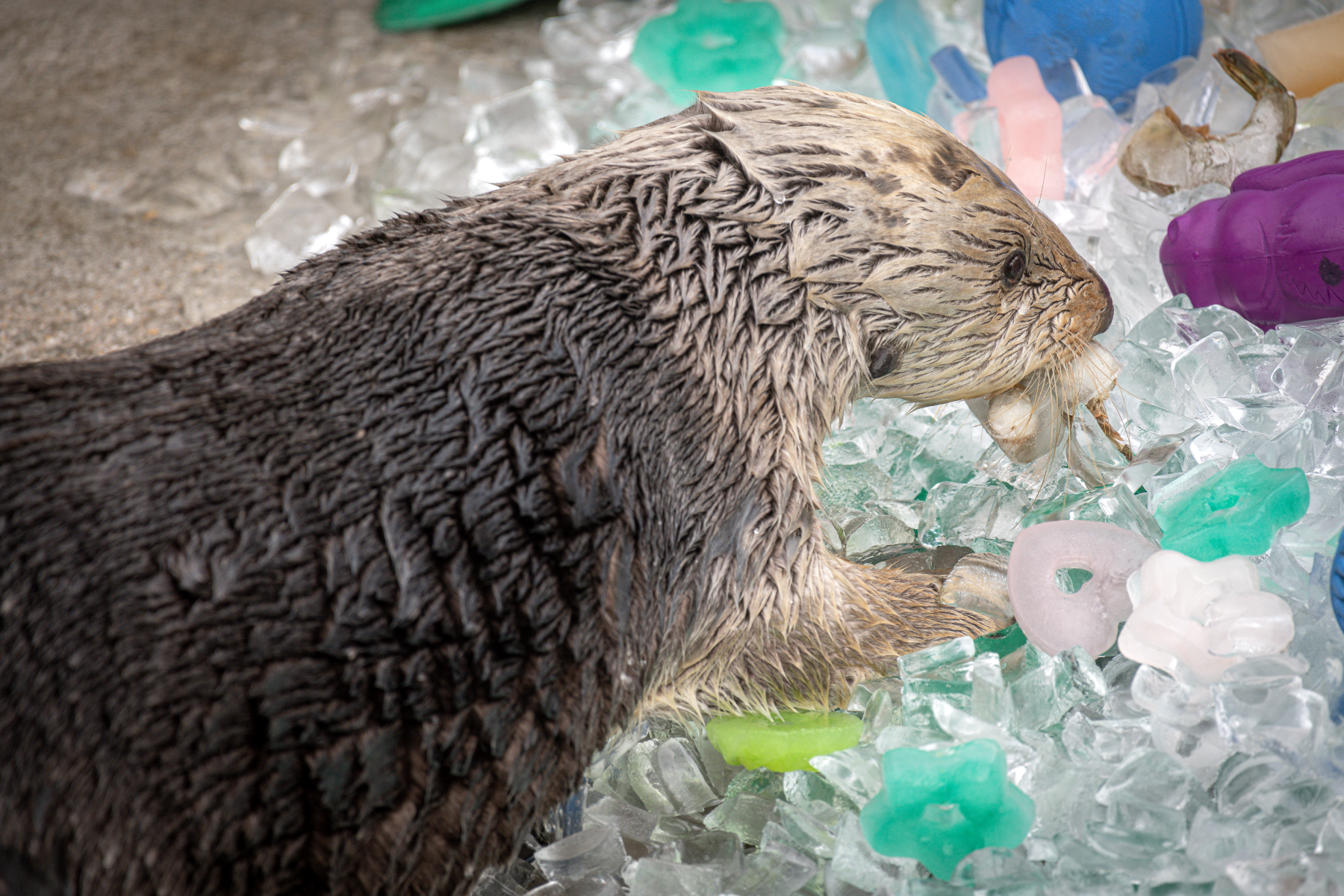 Ivy enjoying colorful ice enrichment activities