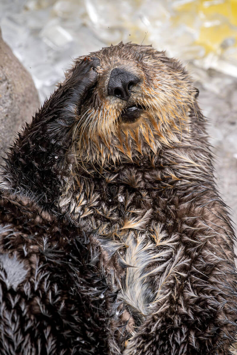 Close-up of sea otter Ruby with a paw raised near its face, looking upward