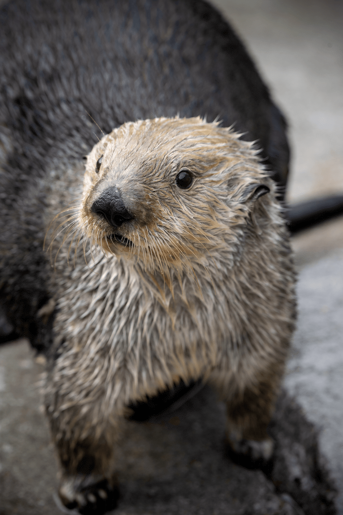 Close-up of young sea otter Ivy looking up