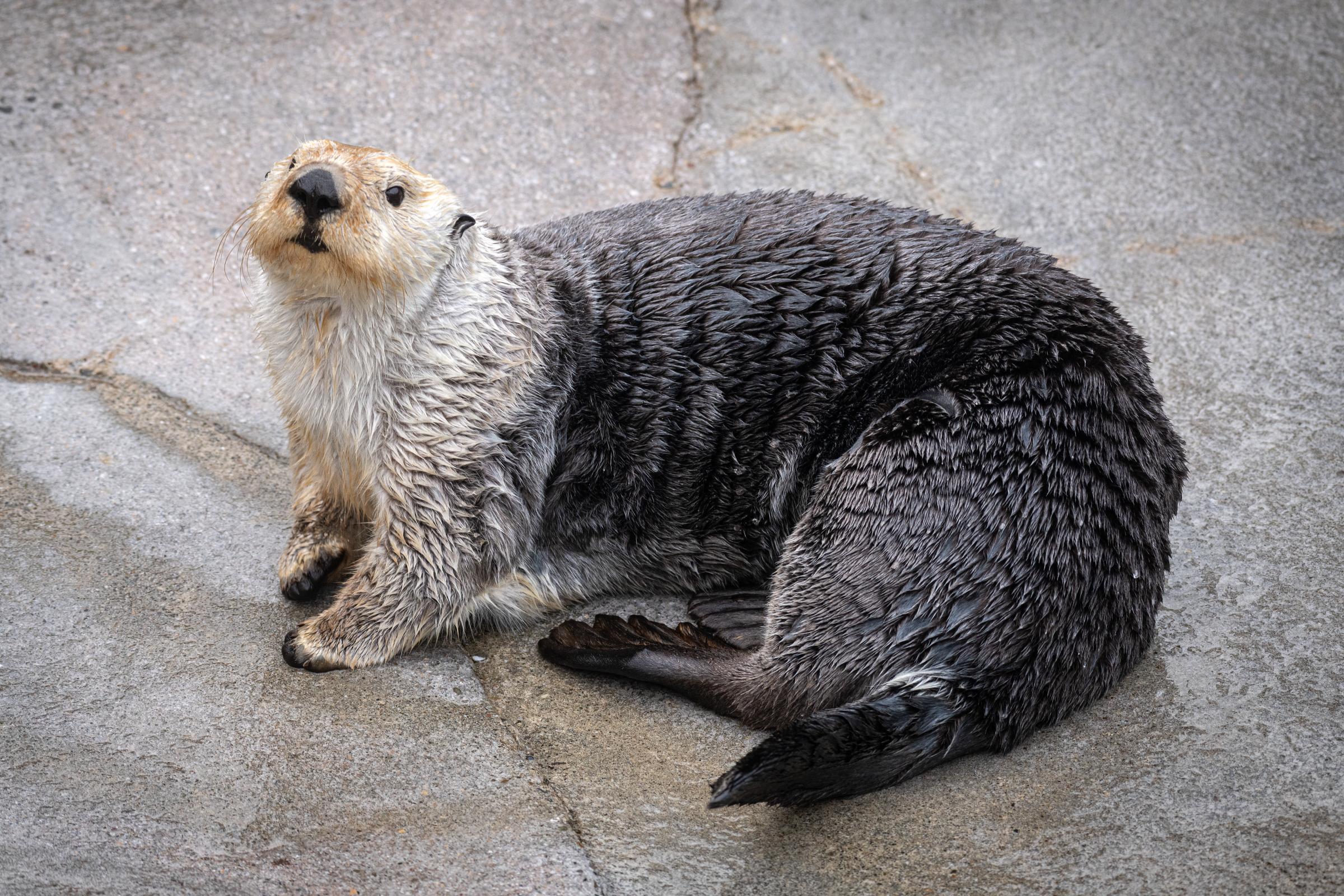 Sea otter Ivy