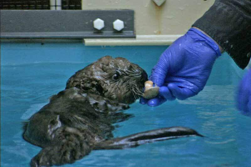 Sea otter pup Luna floating in water, being offered food by a gloved hand