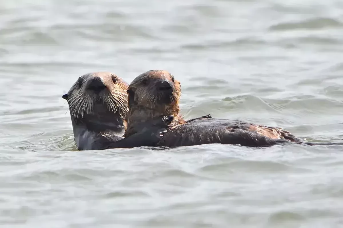 Sea otter Luna floating in open water, cradling a small pup against its chest