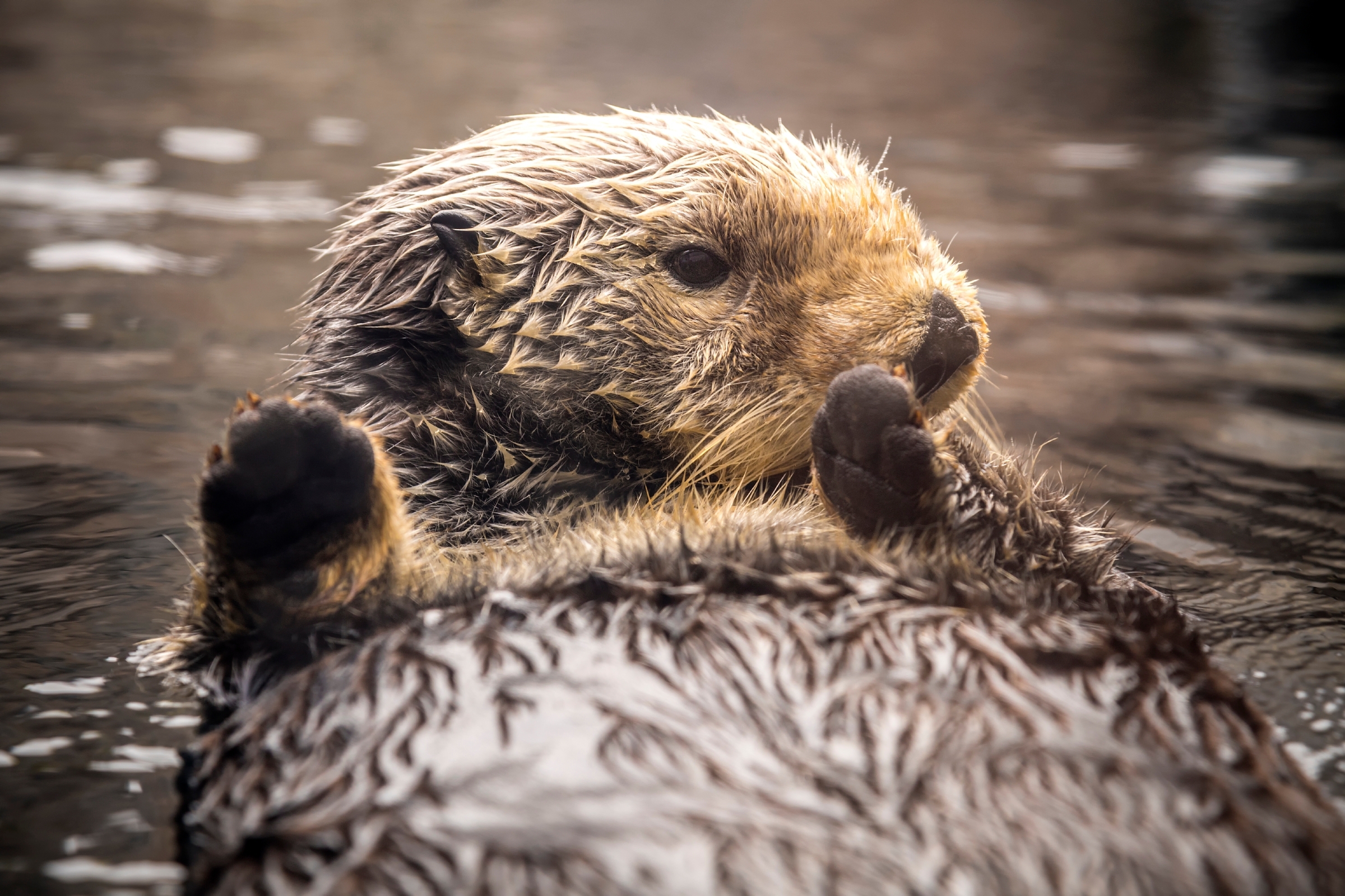 exhibit sea otter floating on her back, looking over her shoulder