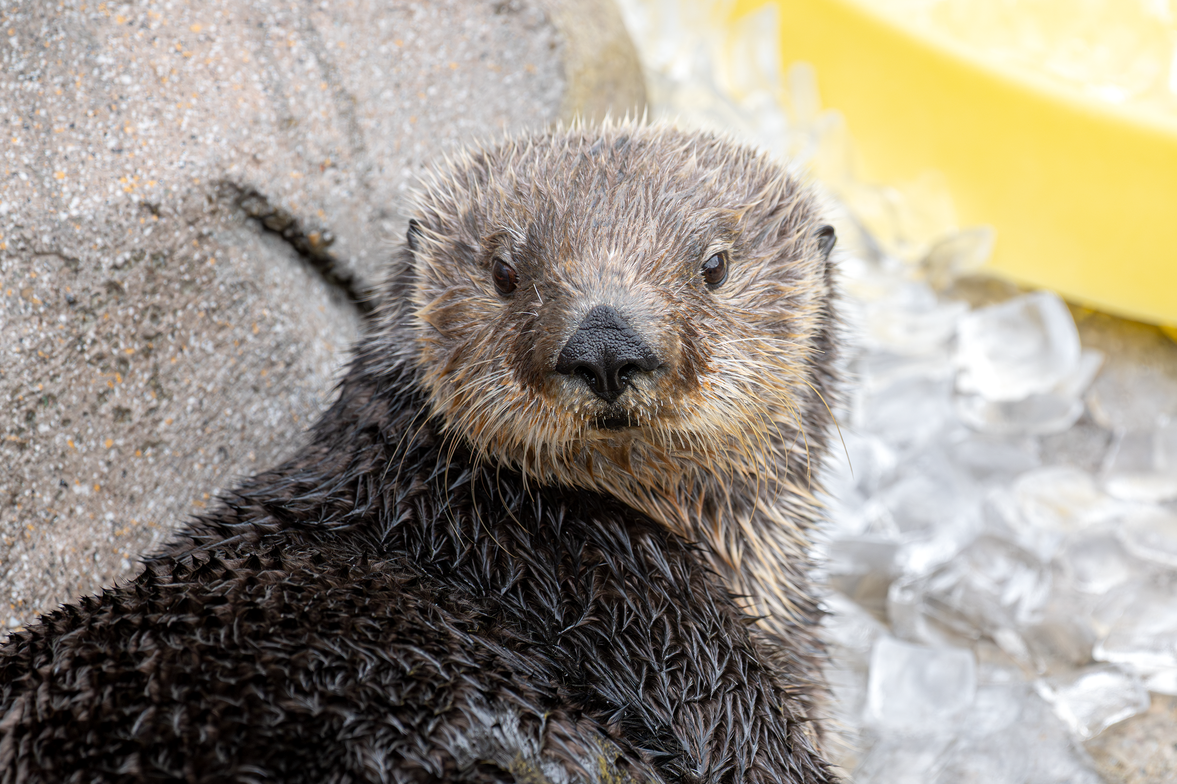 Sea otter Ruby