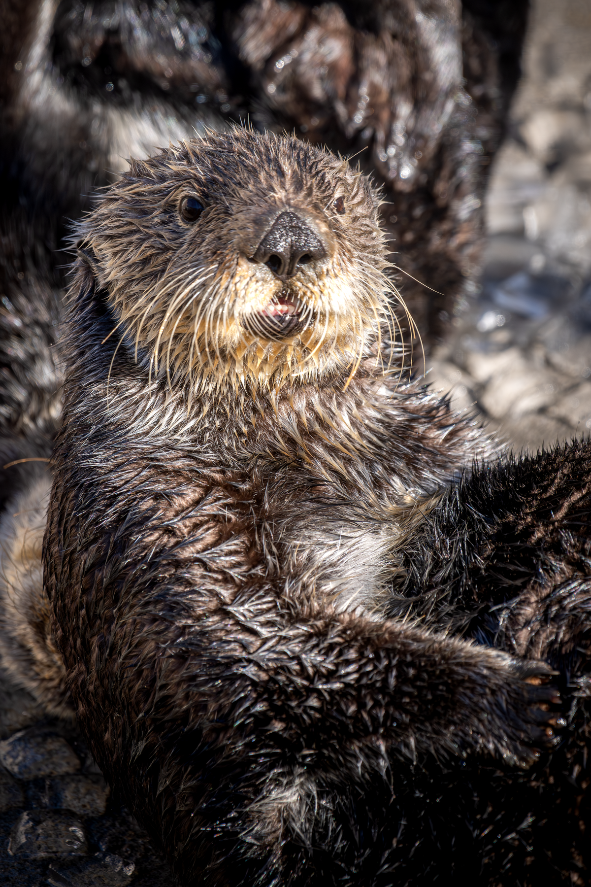 Sea otter Selka looking up at the camera, nestled among other otters