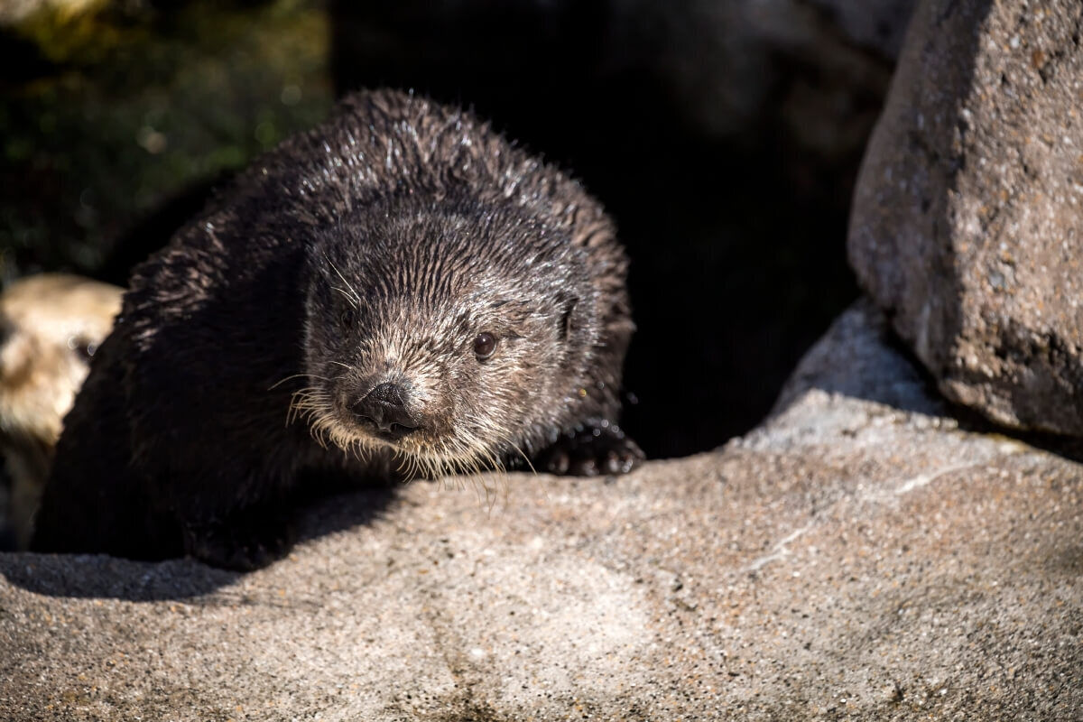 Young sea otter Selka peering out from between rocks, looking toward the camera
