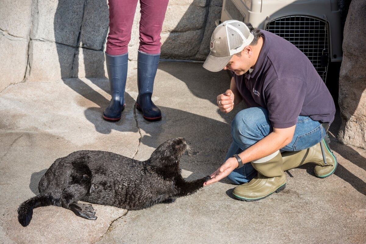 Monterey Bay Aquarium staff kneeling to interact with sea otter Selka on a rocky surface