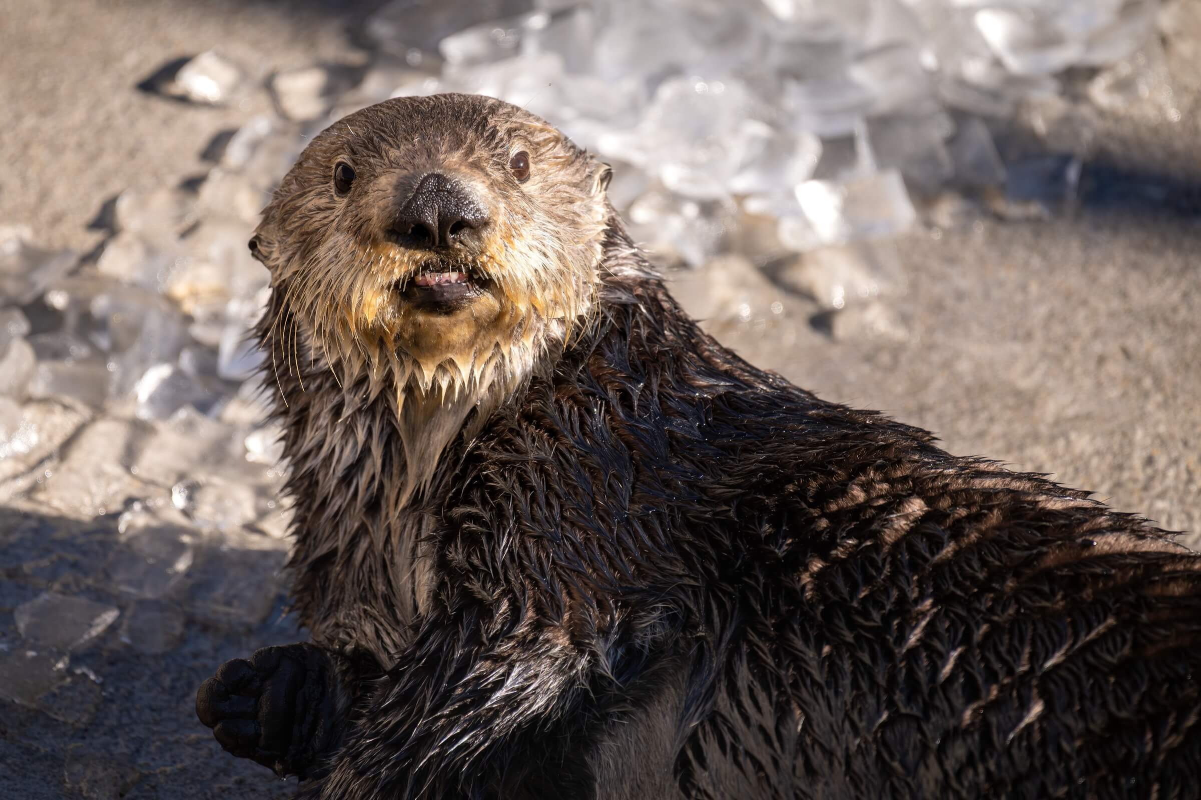 Sea otter Ruby resting on a rocky surface near ice, mouth open, looking toward the camera