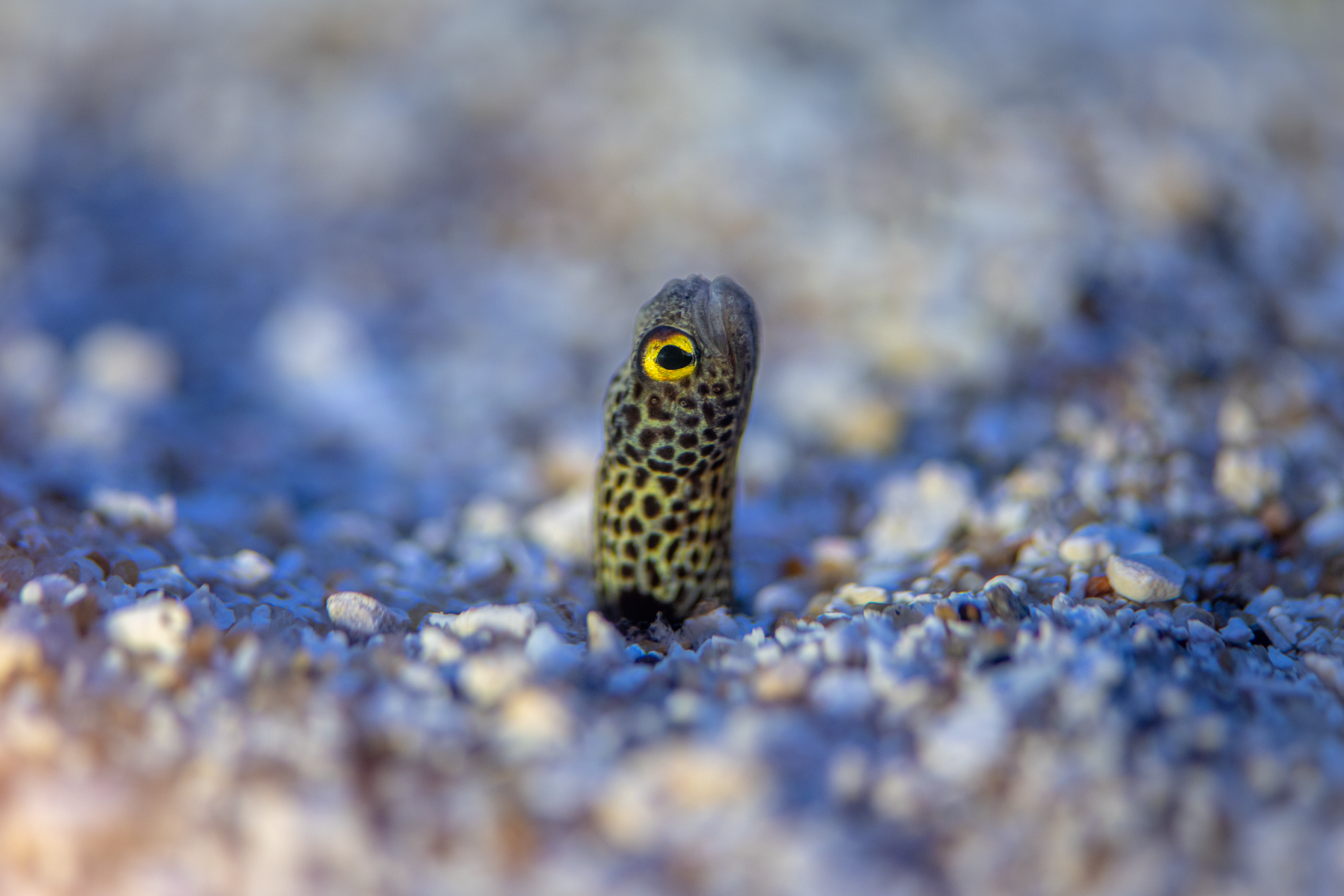 A garden eels peeks its head up out of large sandy seafloor
