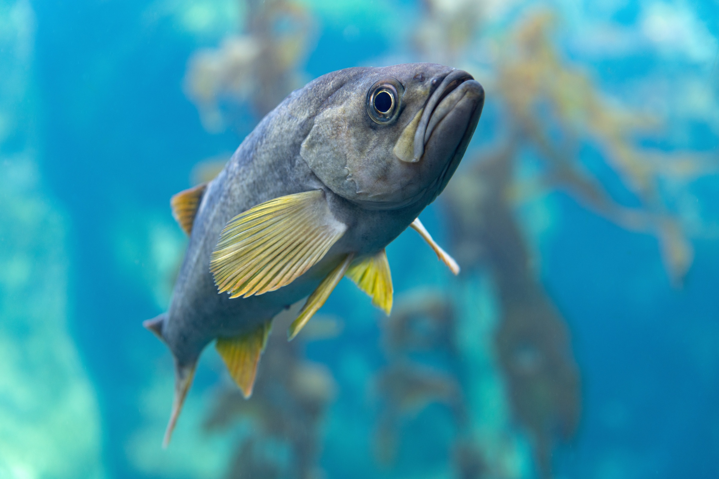A  close up shot of a Yellowtail Rockfish in the kelp forest exhibit at the monterey bay aquarium