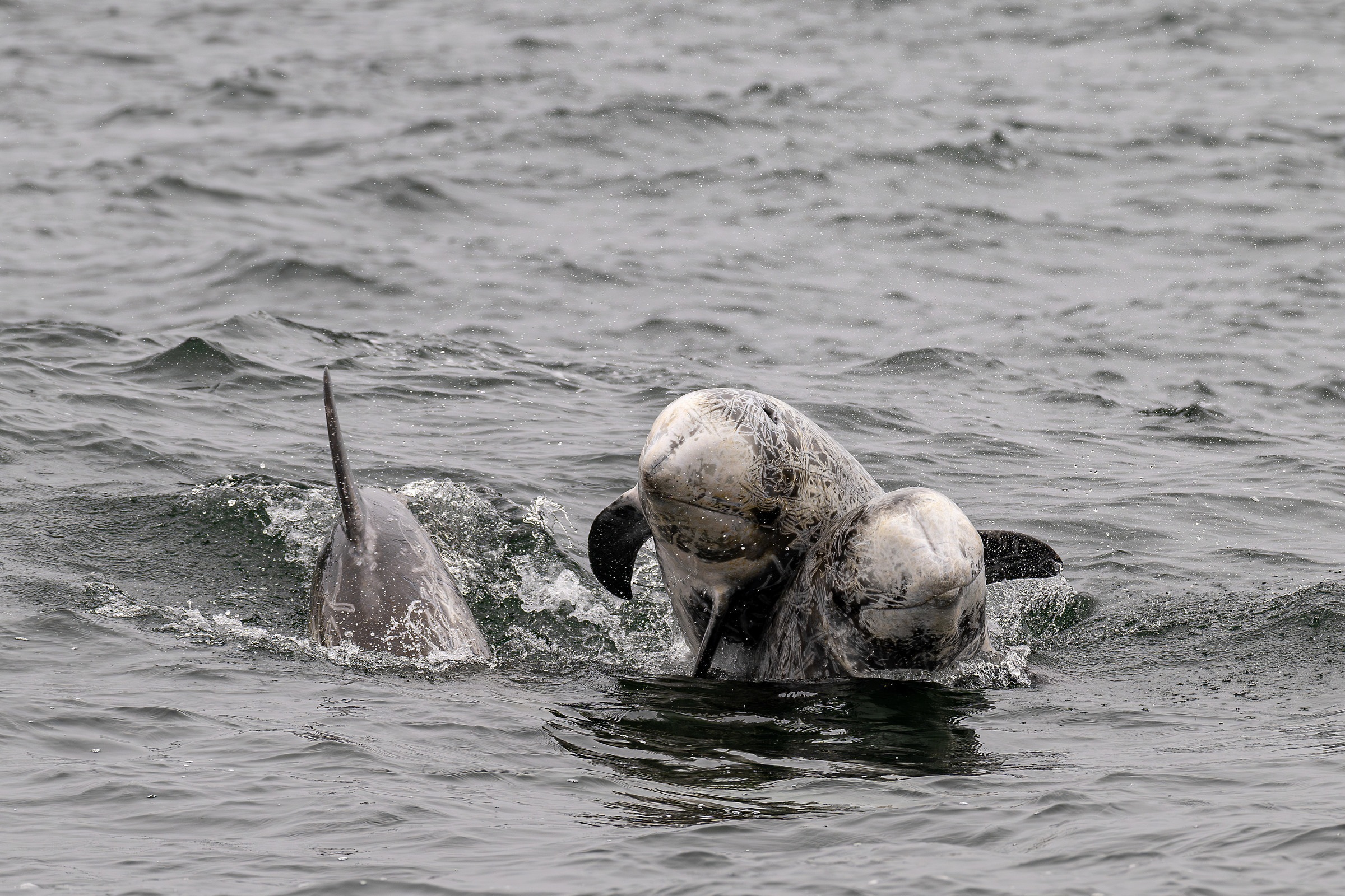 Risso's dolphin, Grampus griseus, mammals, dolphins, breaching, playing and some of them have scars