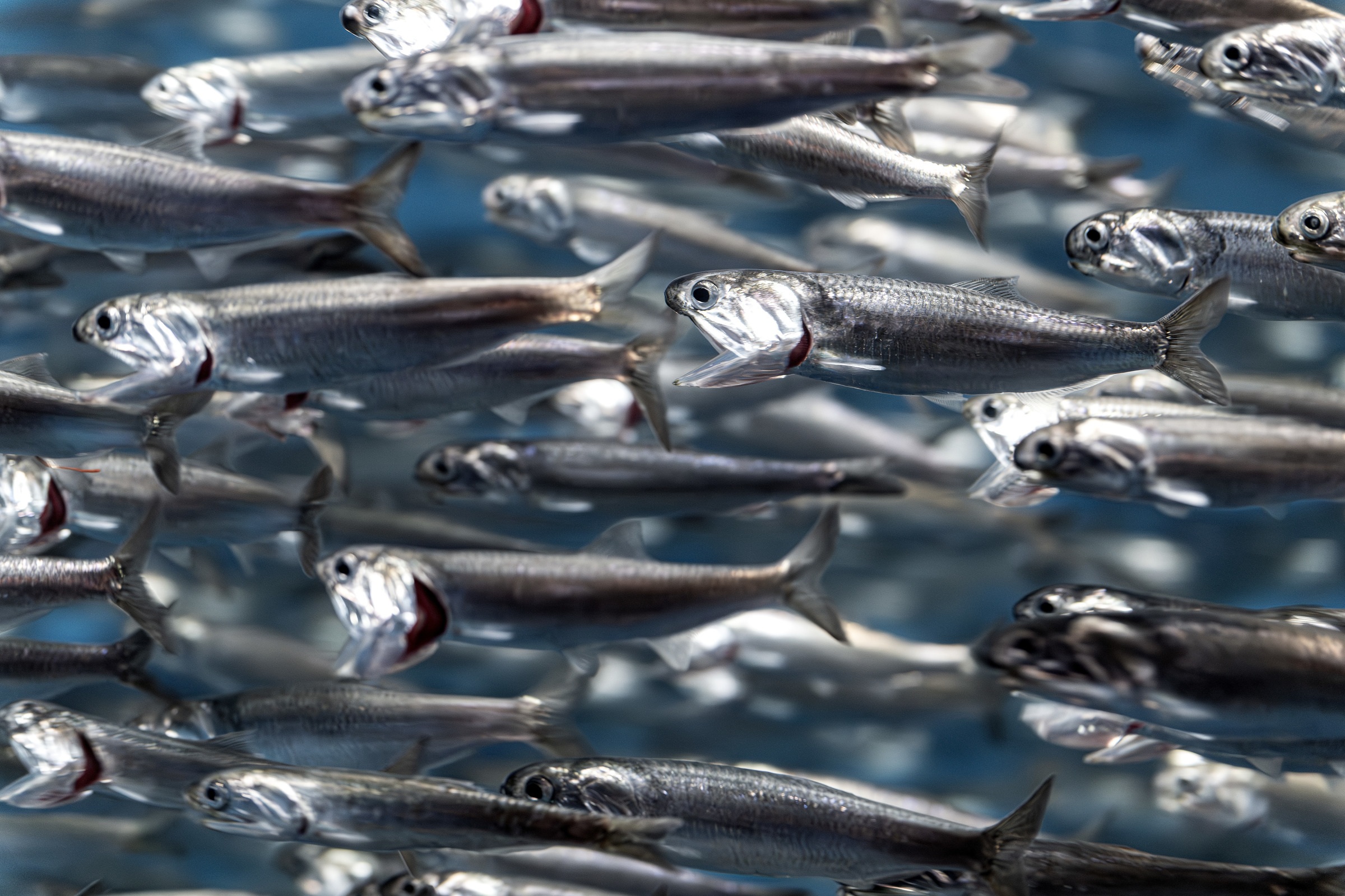 A school of Northern anchovies